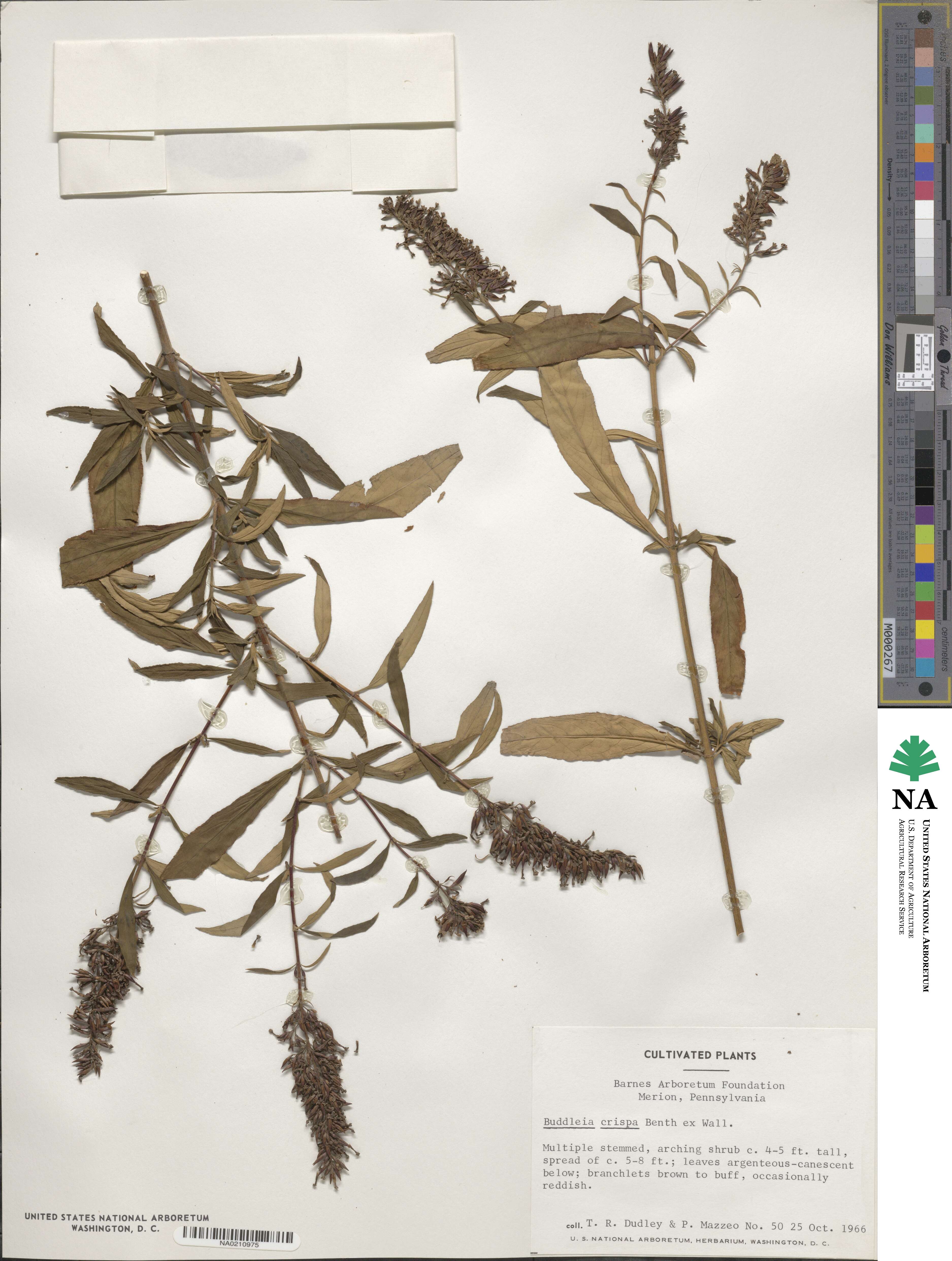 Buddleja crispa image
