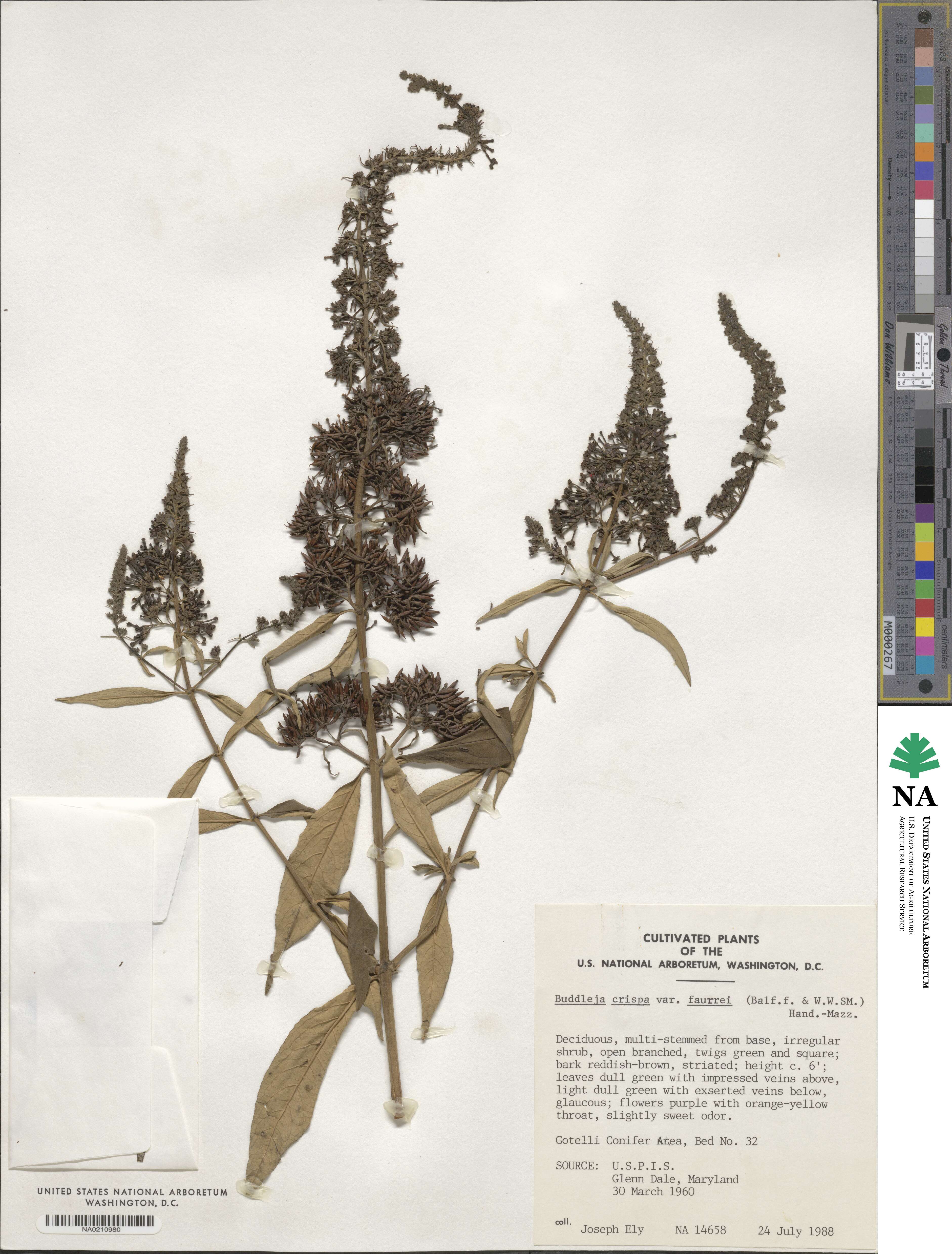 Buddleja crispa image
