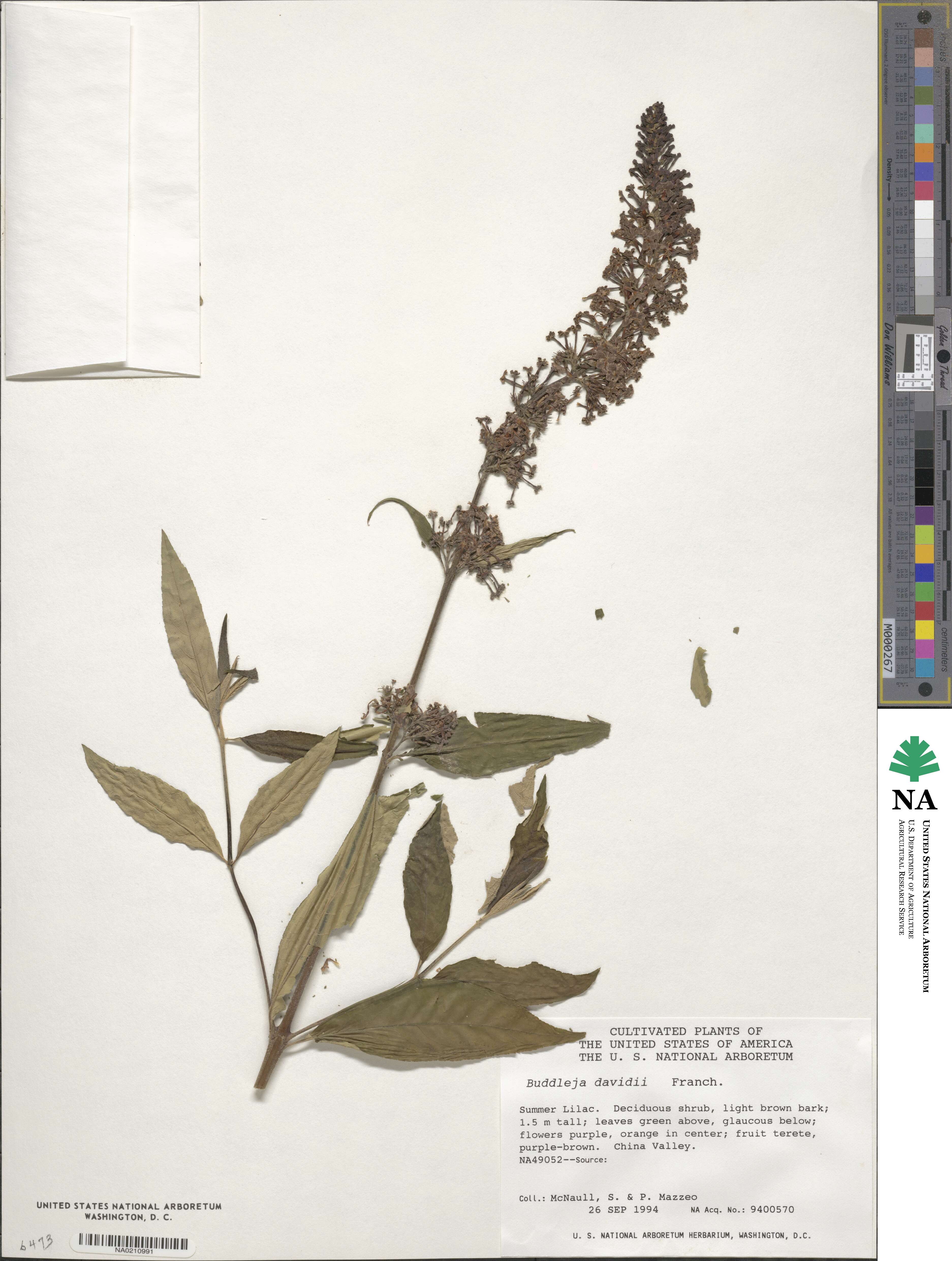 Buddleja davidii image