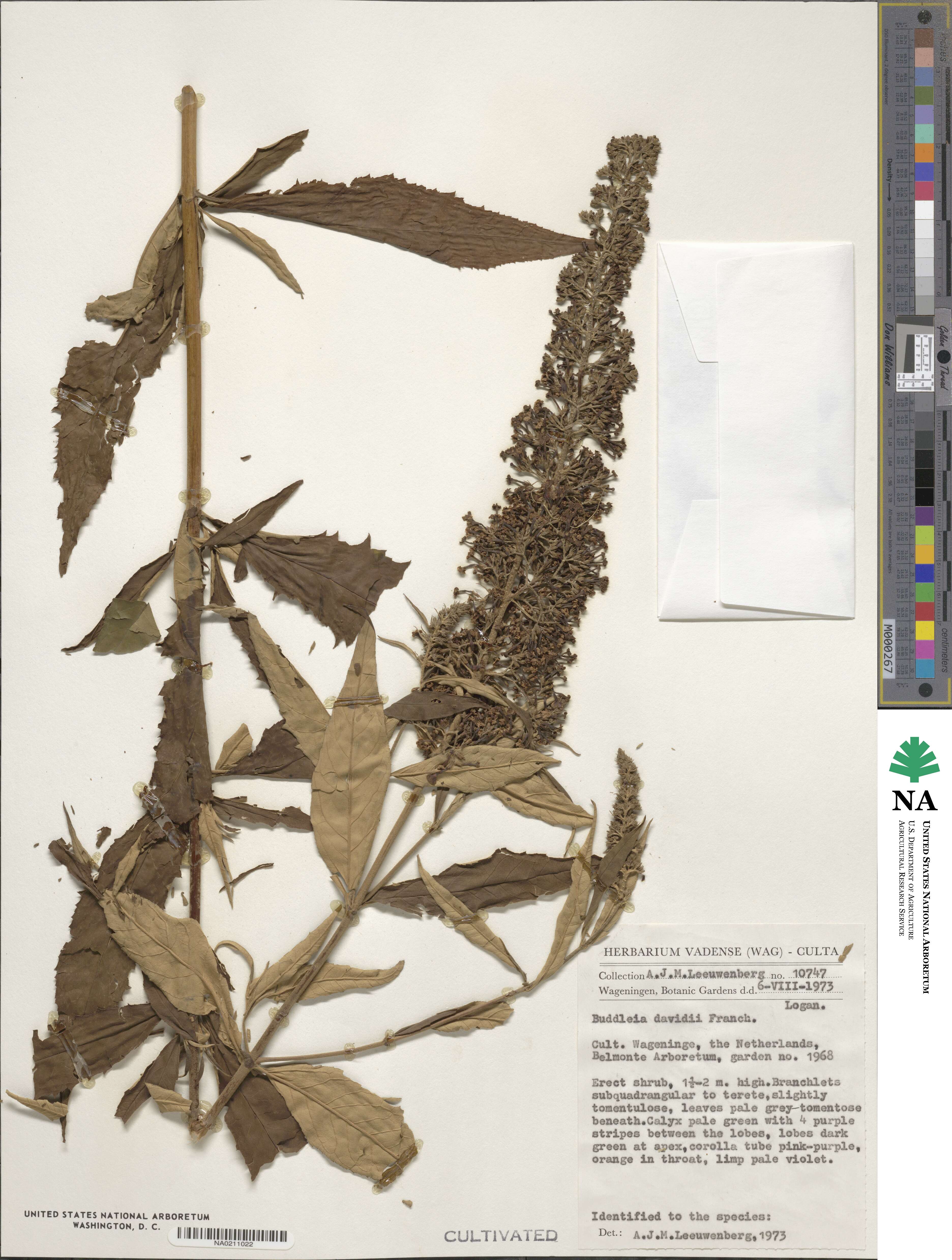 Buddleja davidii image
