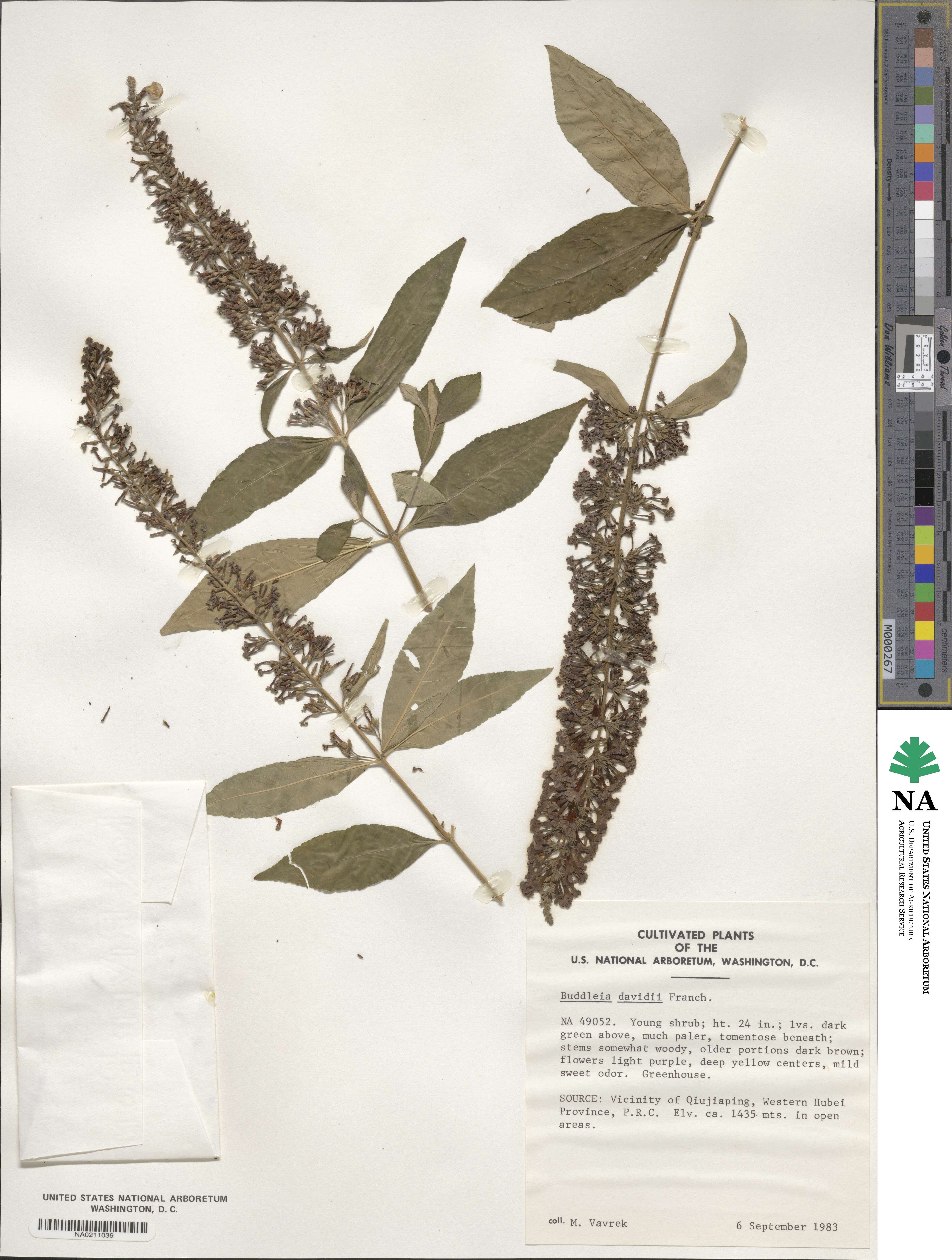 Buddleja image