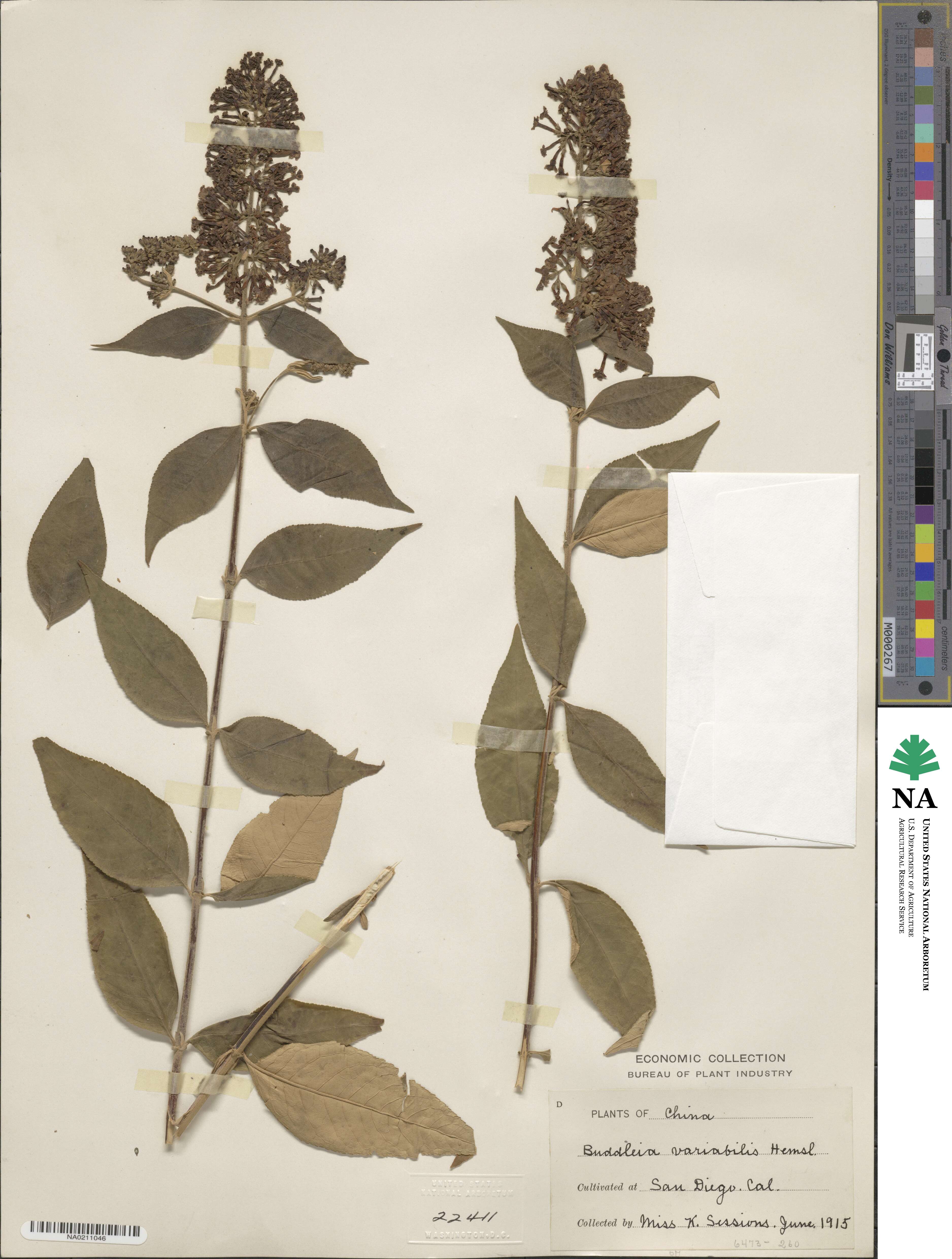Buddleja davidii image