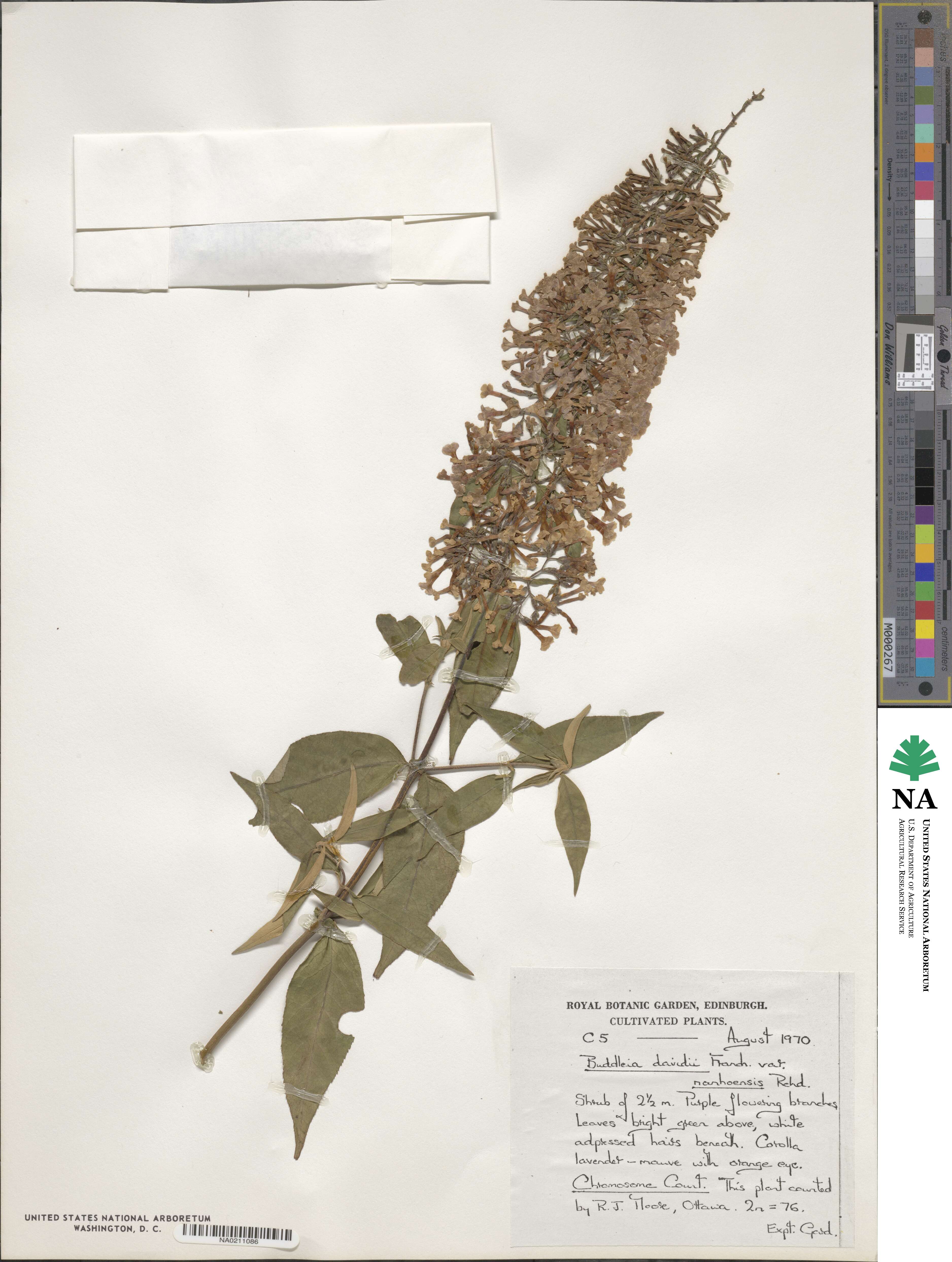 Buddleja davidii image