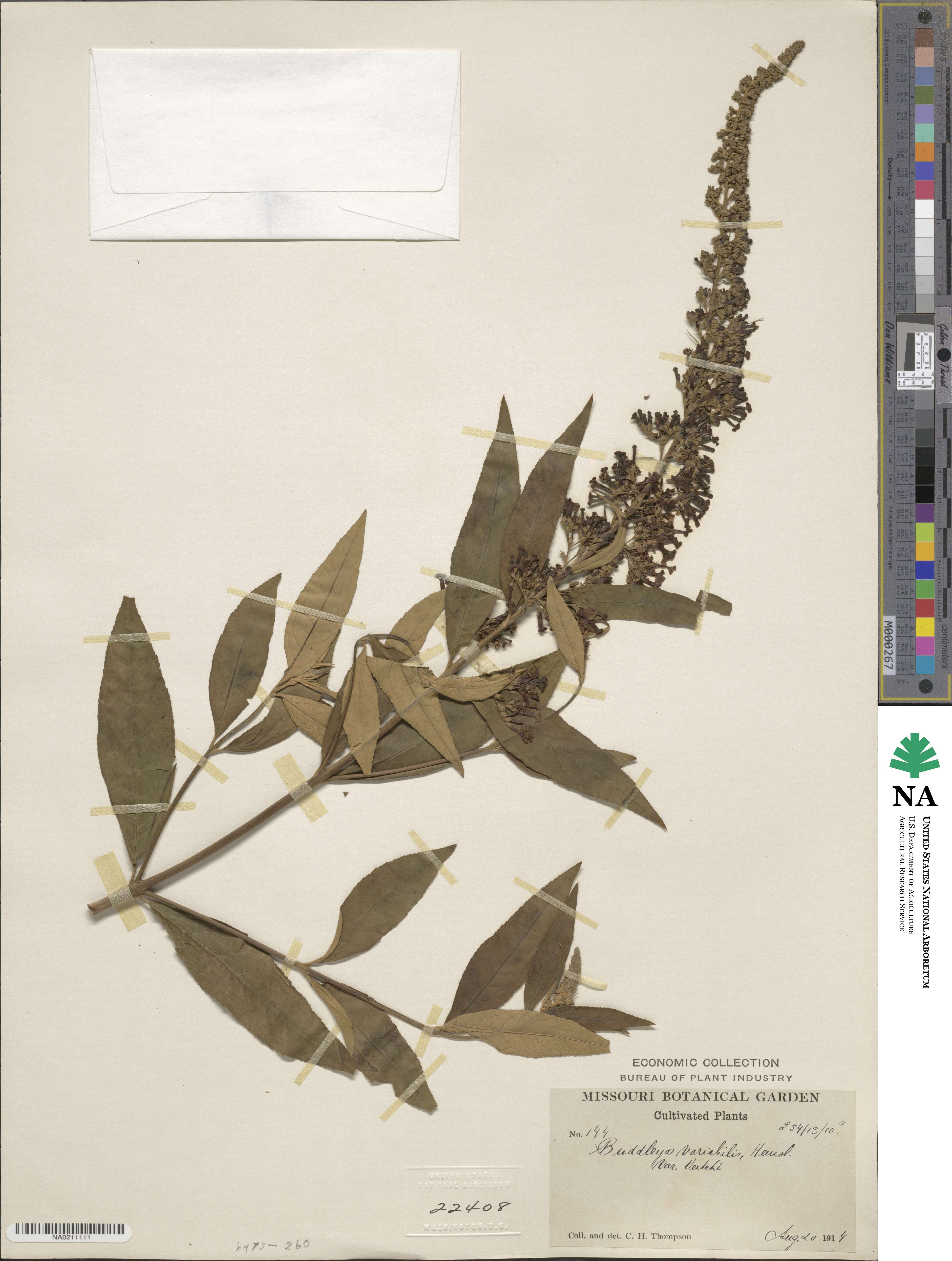 Buddleja davidii image