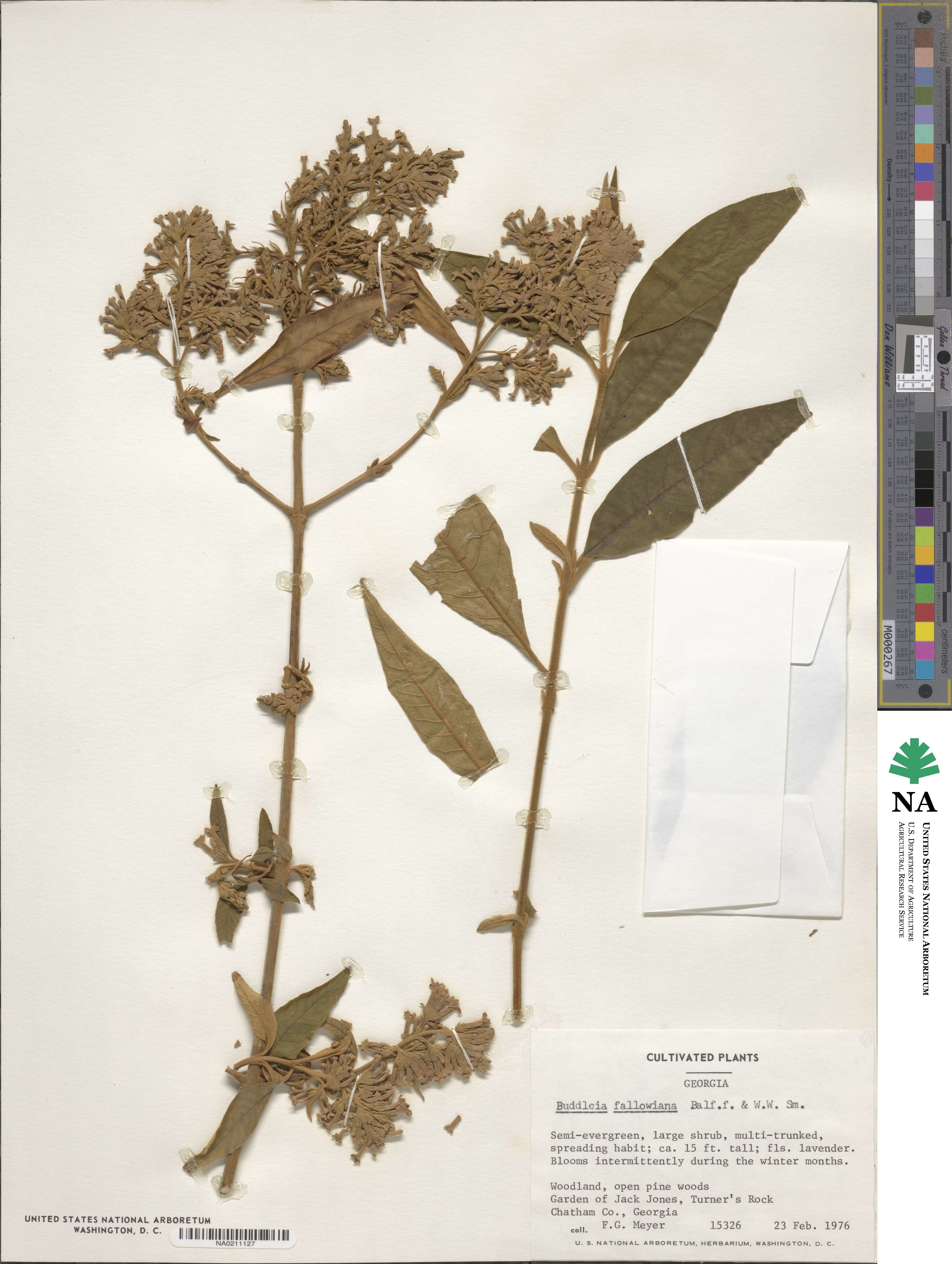 Buddleja fallowiana image