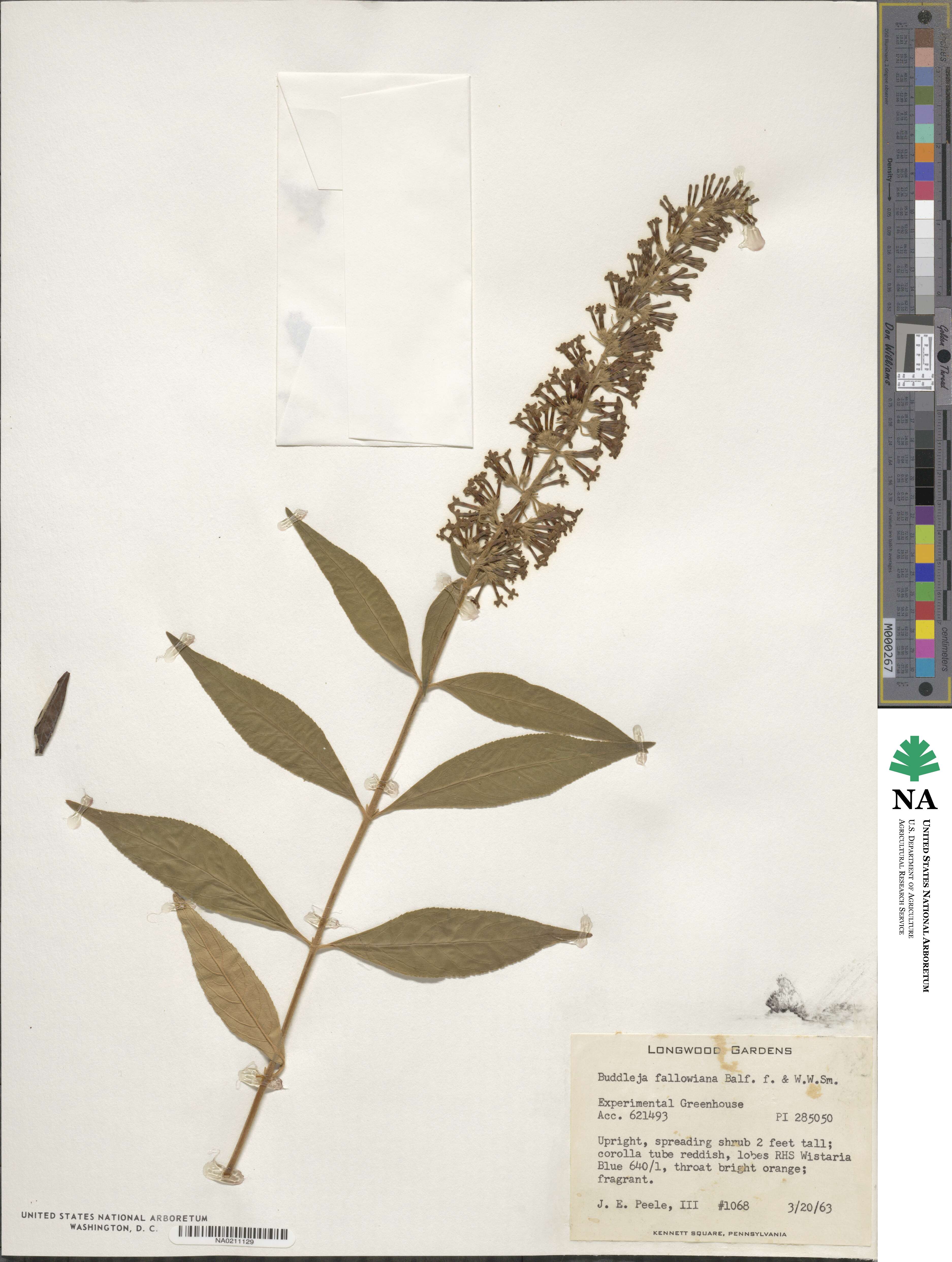 Buddleja fallowiana image