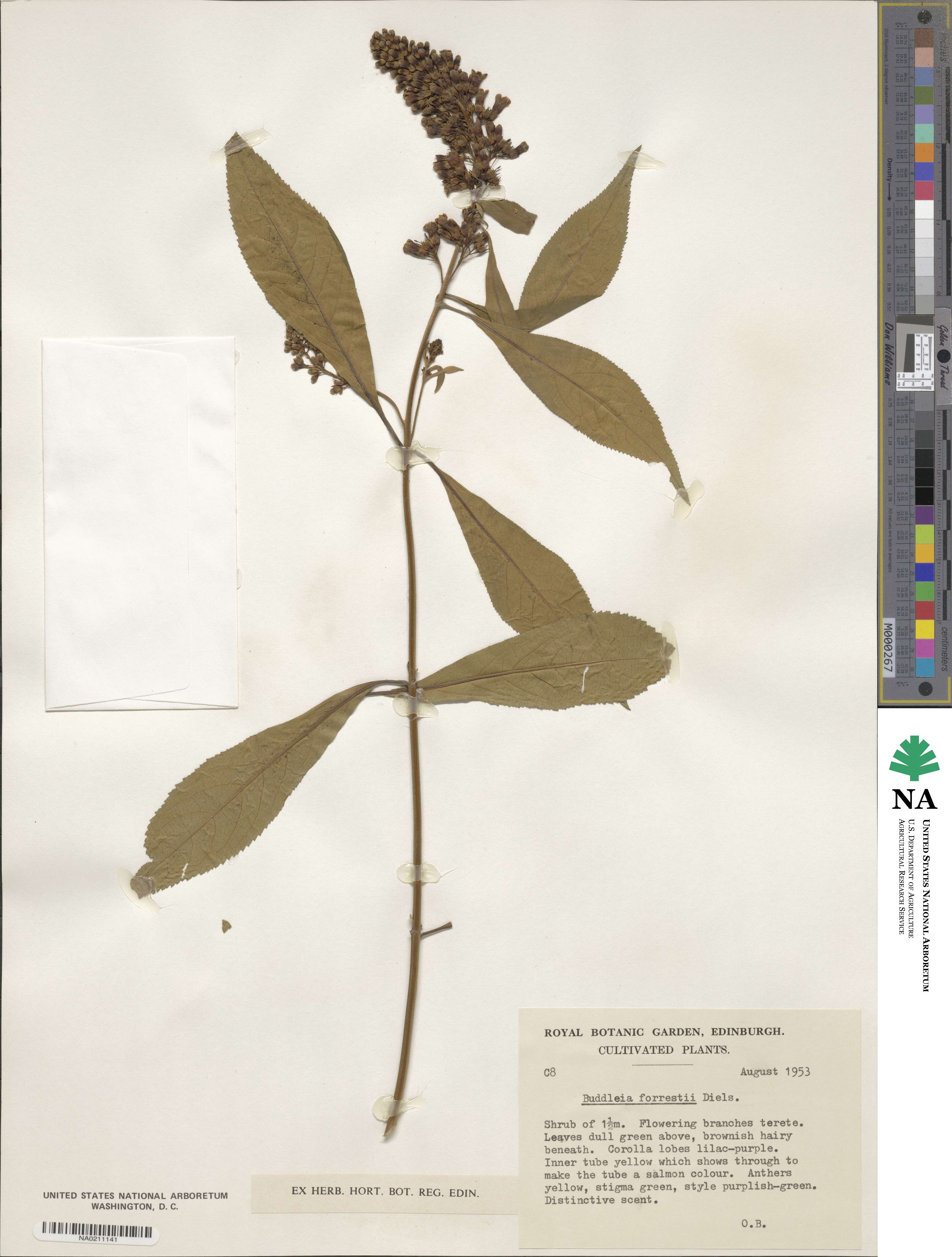Buddleja forrestii image