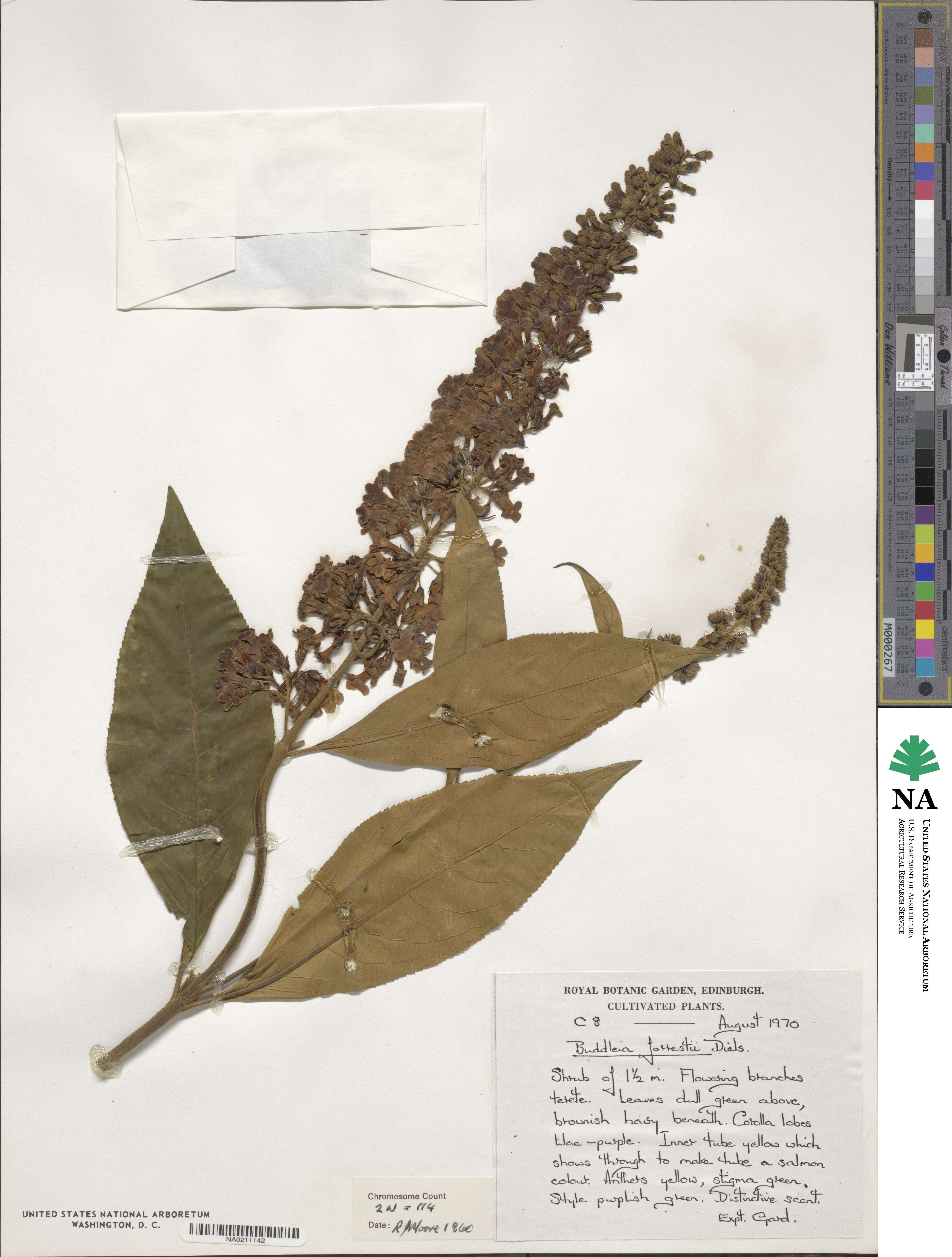 Buddleja forrestii image