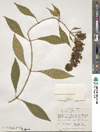Buddleja forrestii image