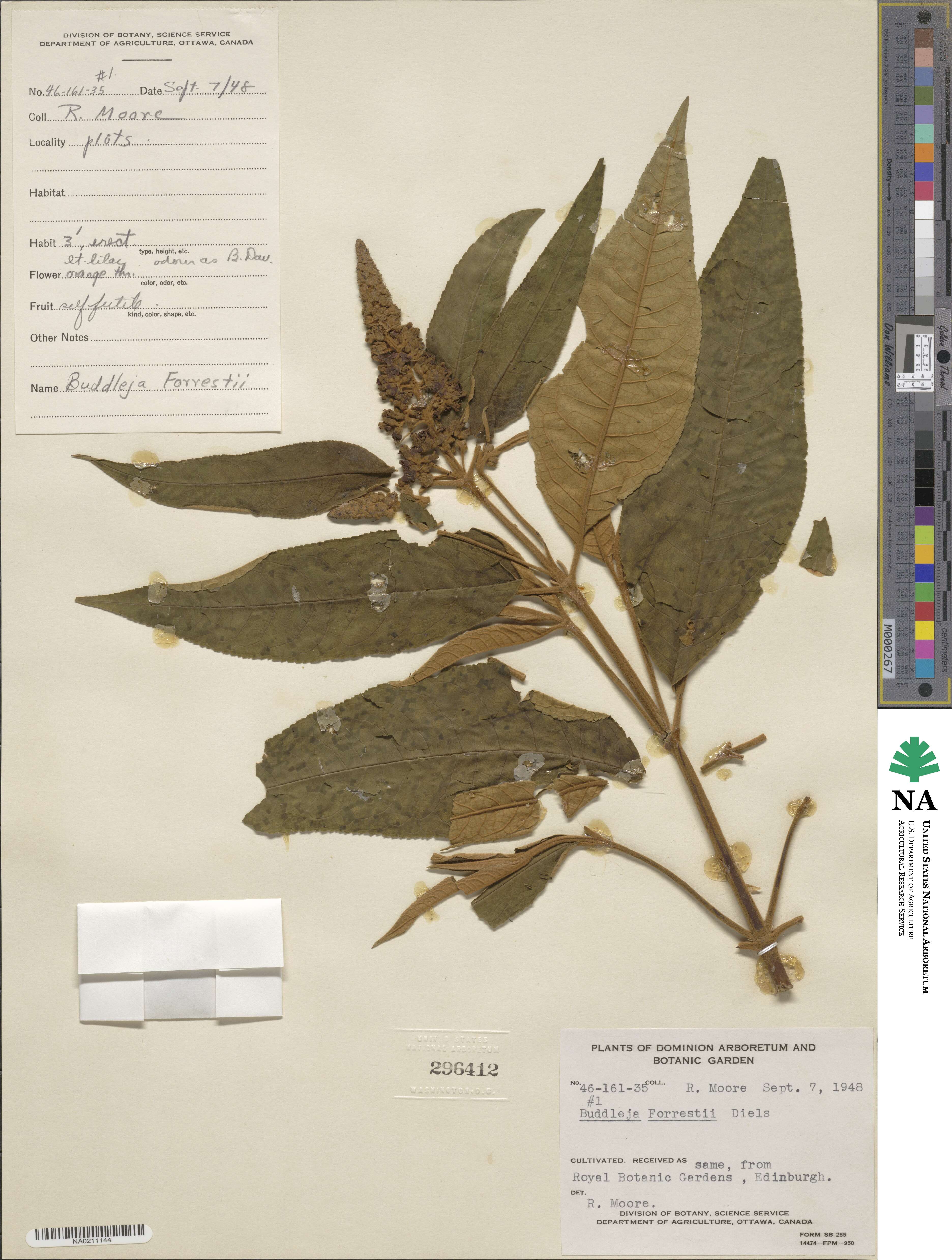 Buddleja forrestii image