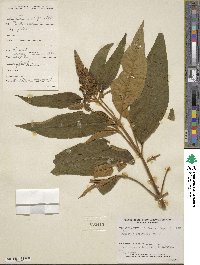 Buddleja forrestii image