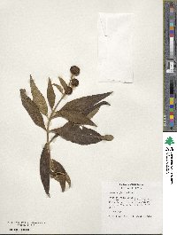 Buddleja globosa image