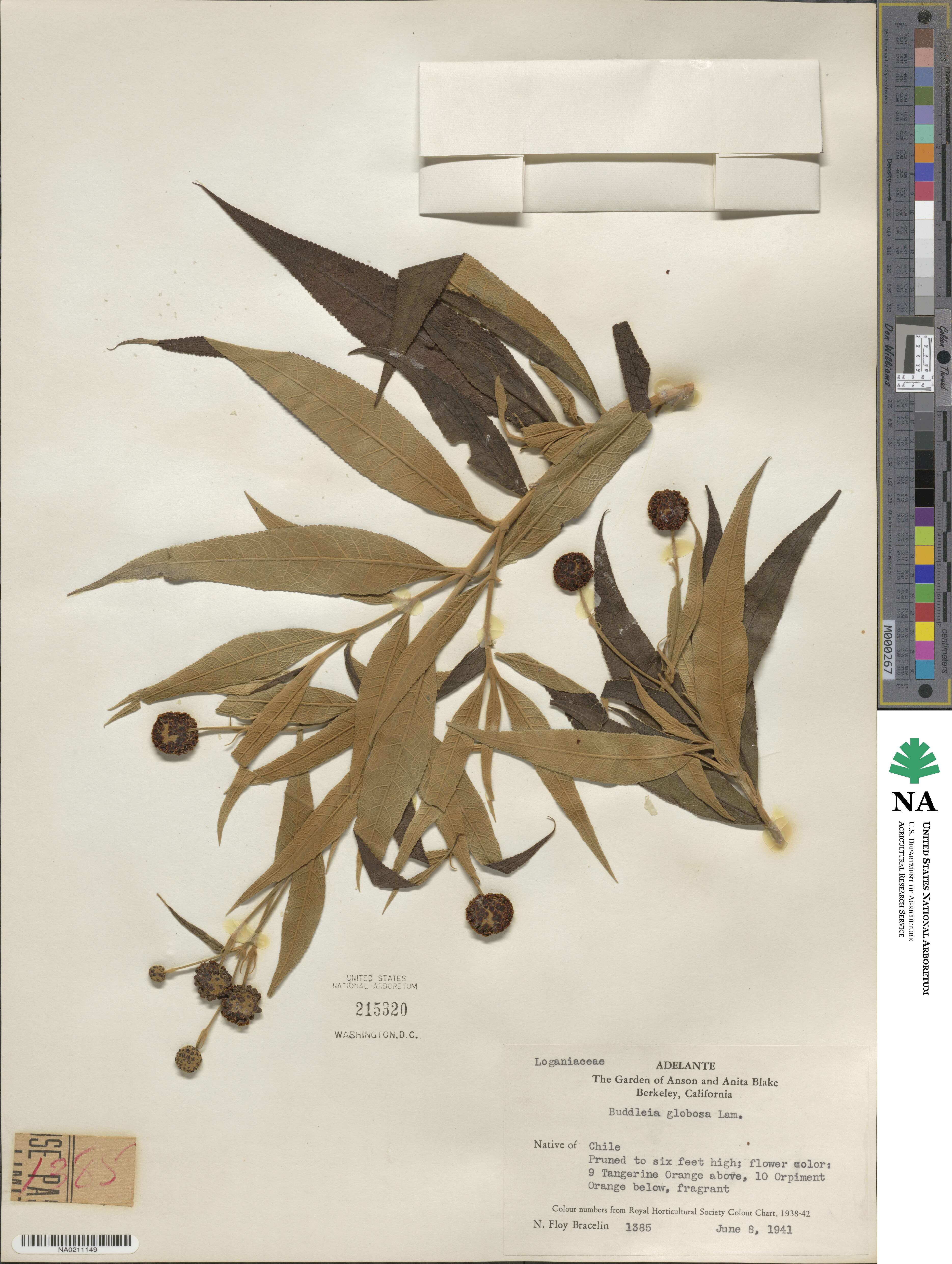 Buddleja globosa image