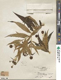 Buddleja globosa image