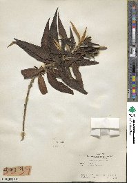 Buddleja globosa image