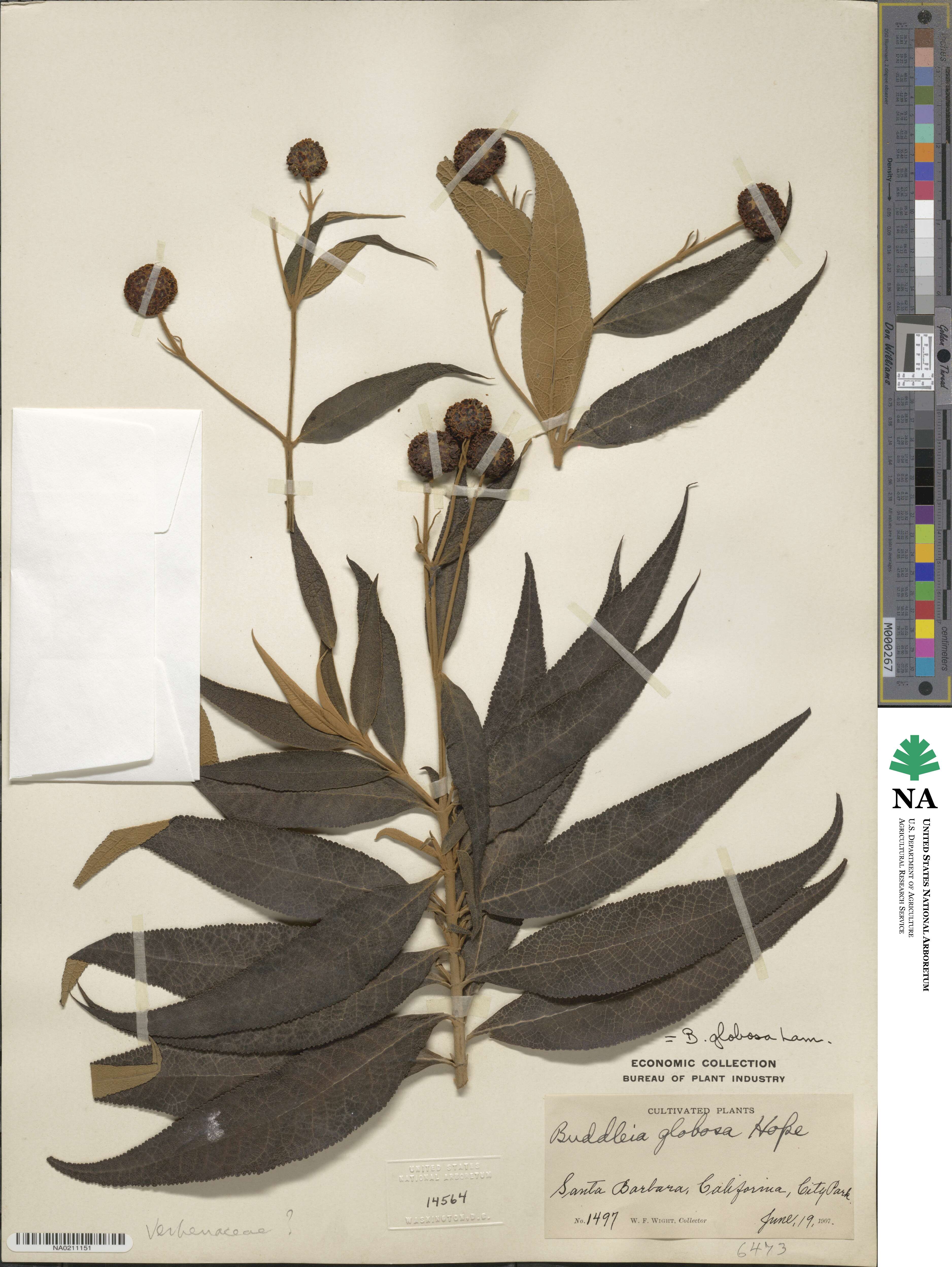 Buddleja globosa image