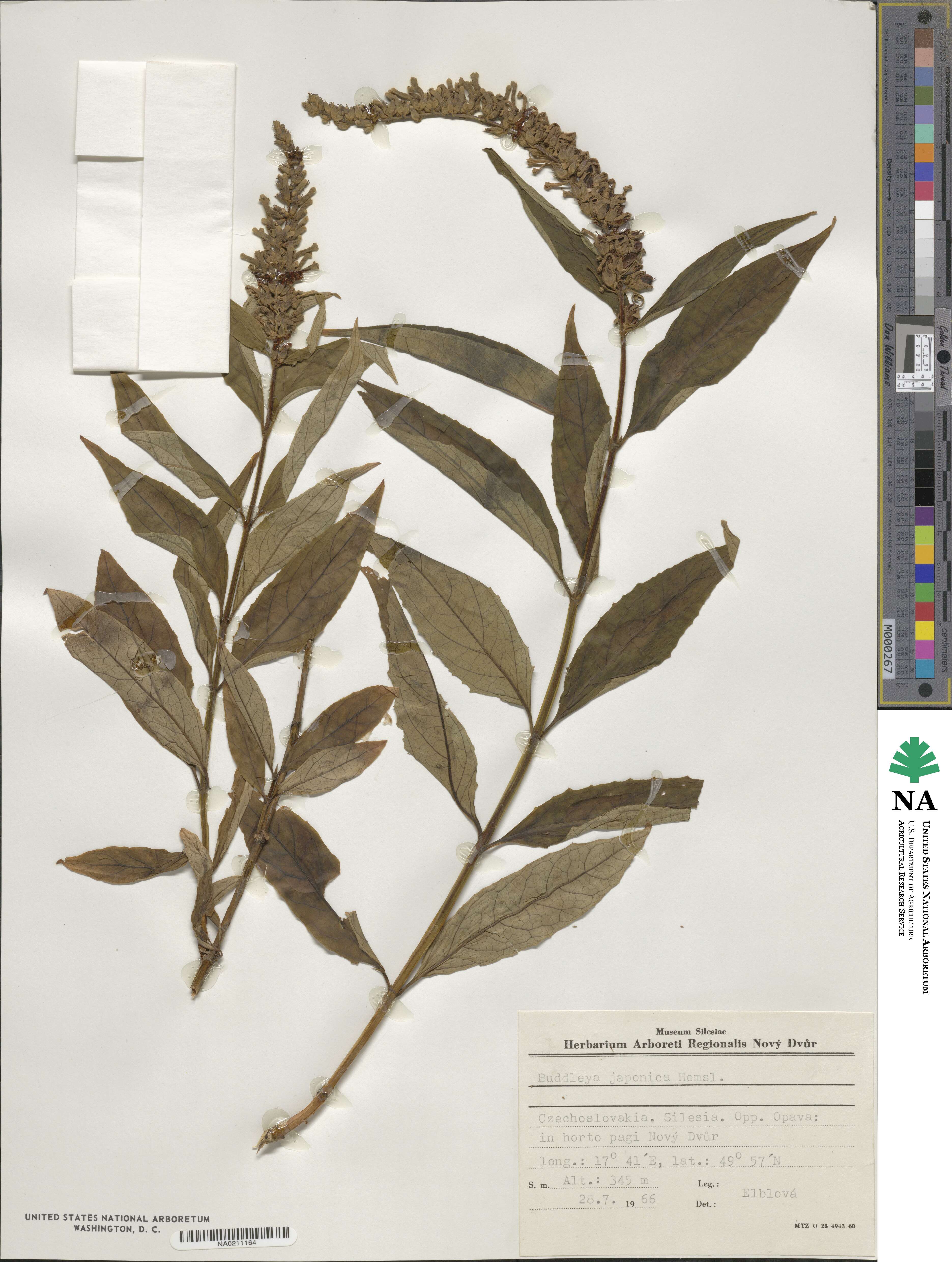 Buddleja japonica image