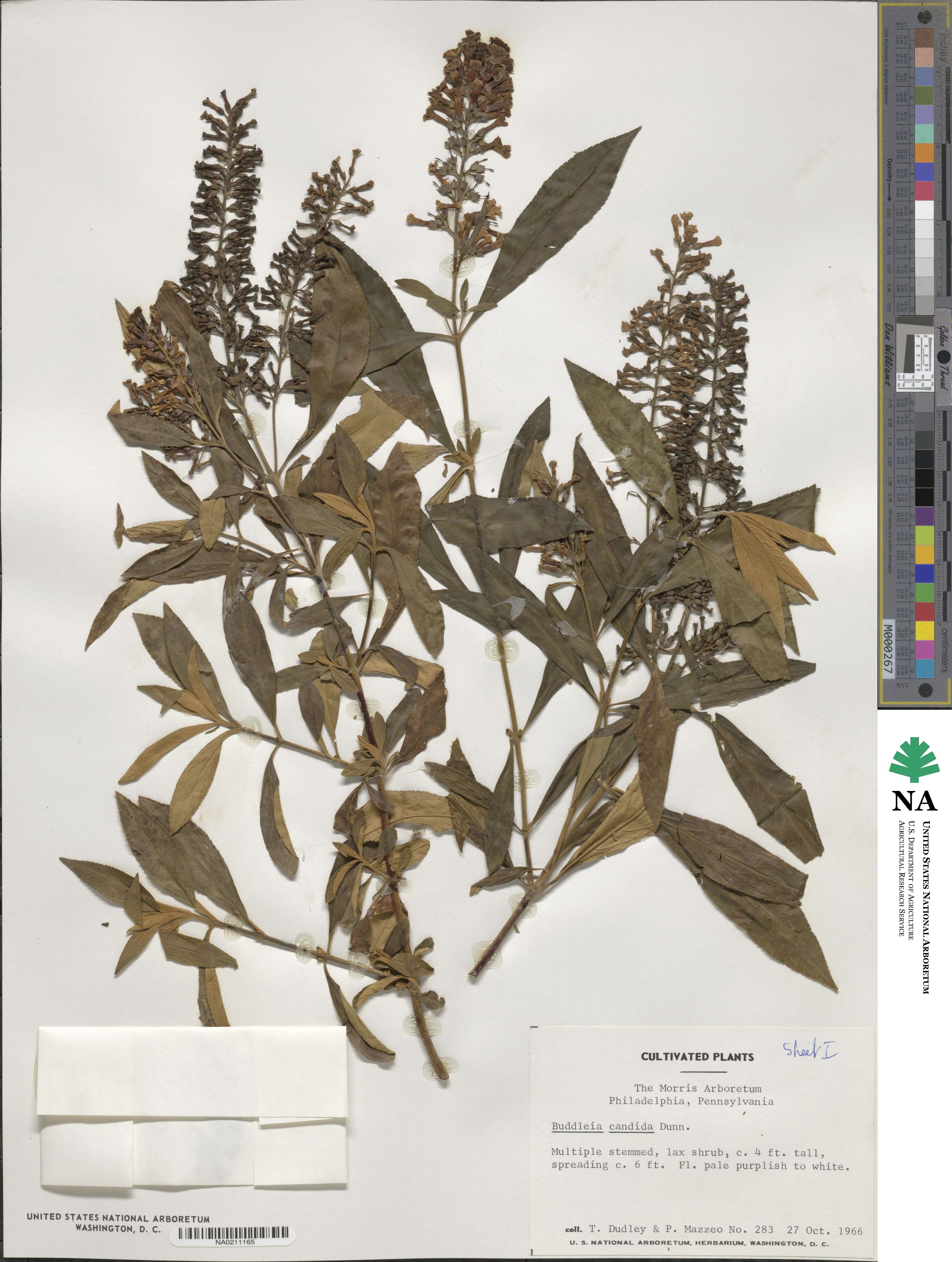 Buddleja japonica image