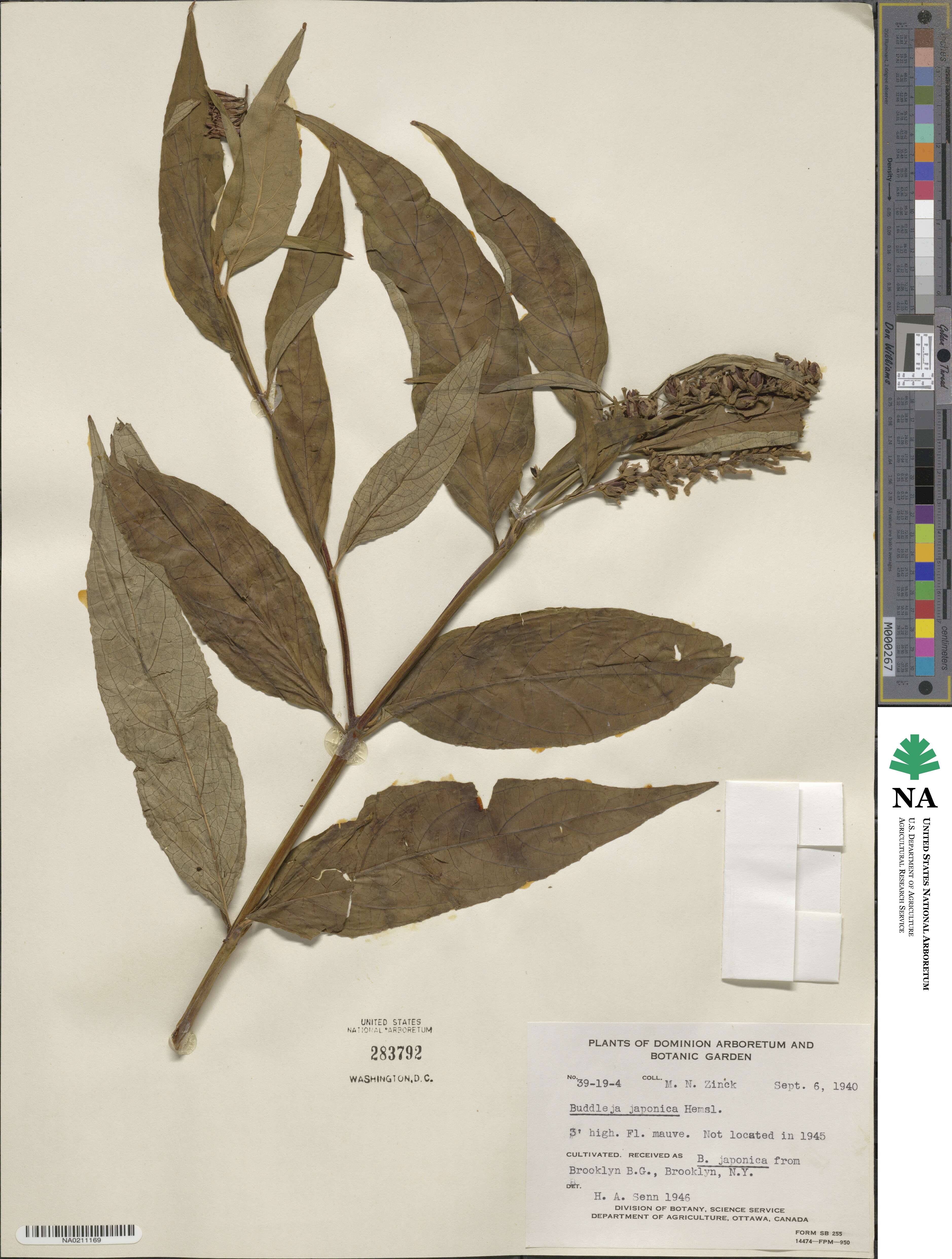 Buddleja japonica image