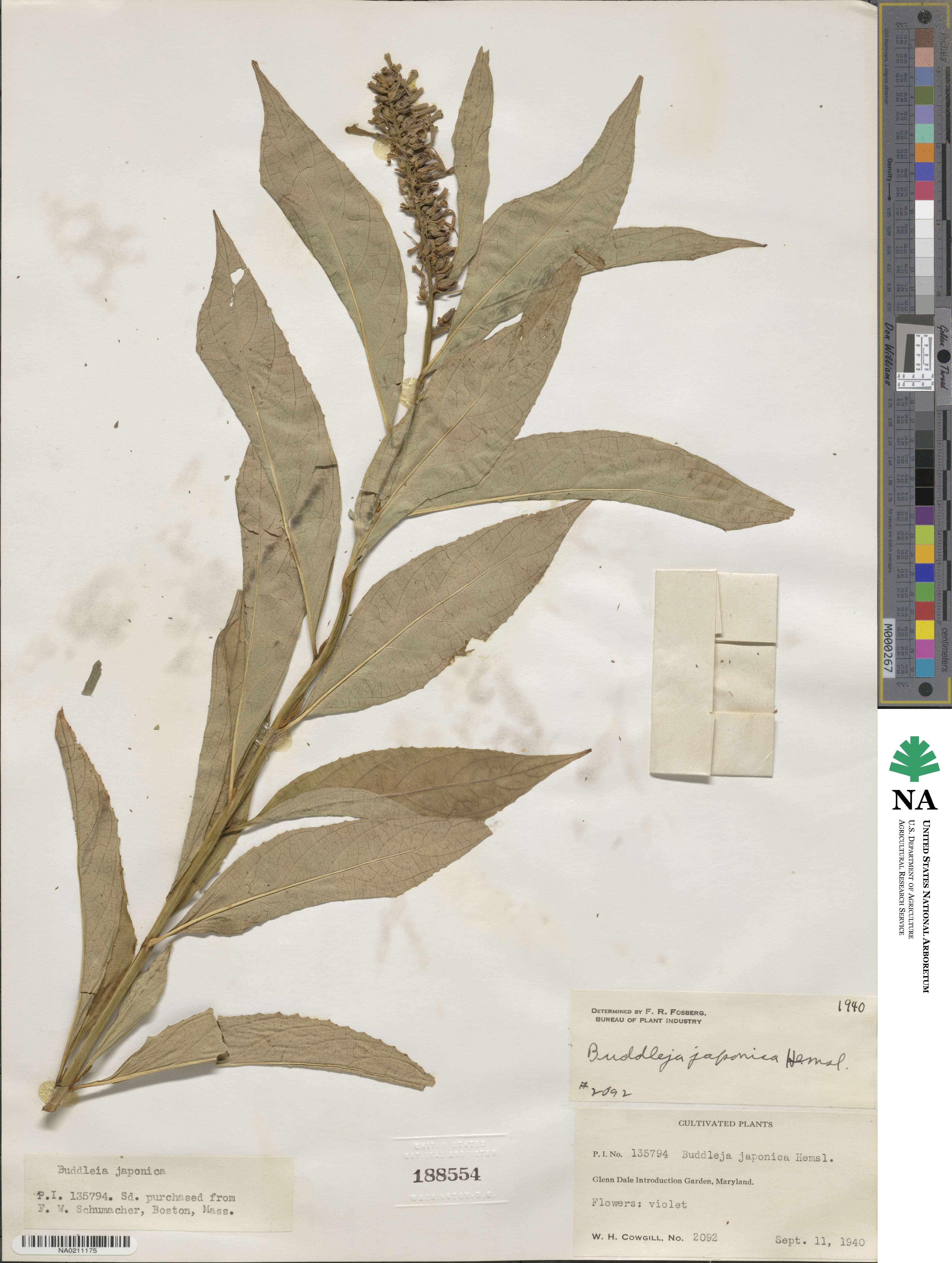 Buddleja japonica image