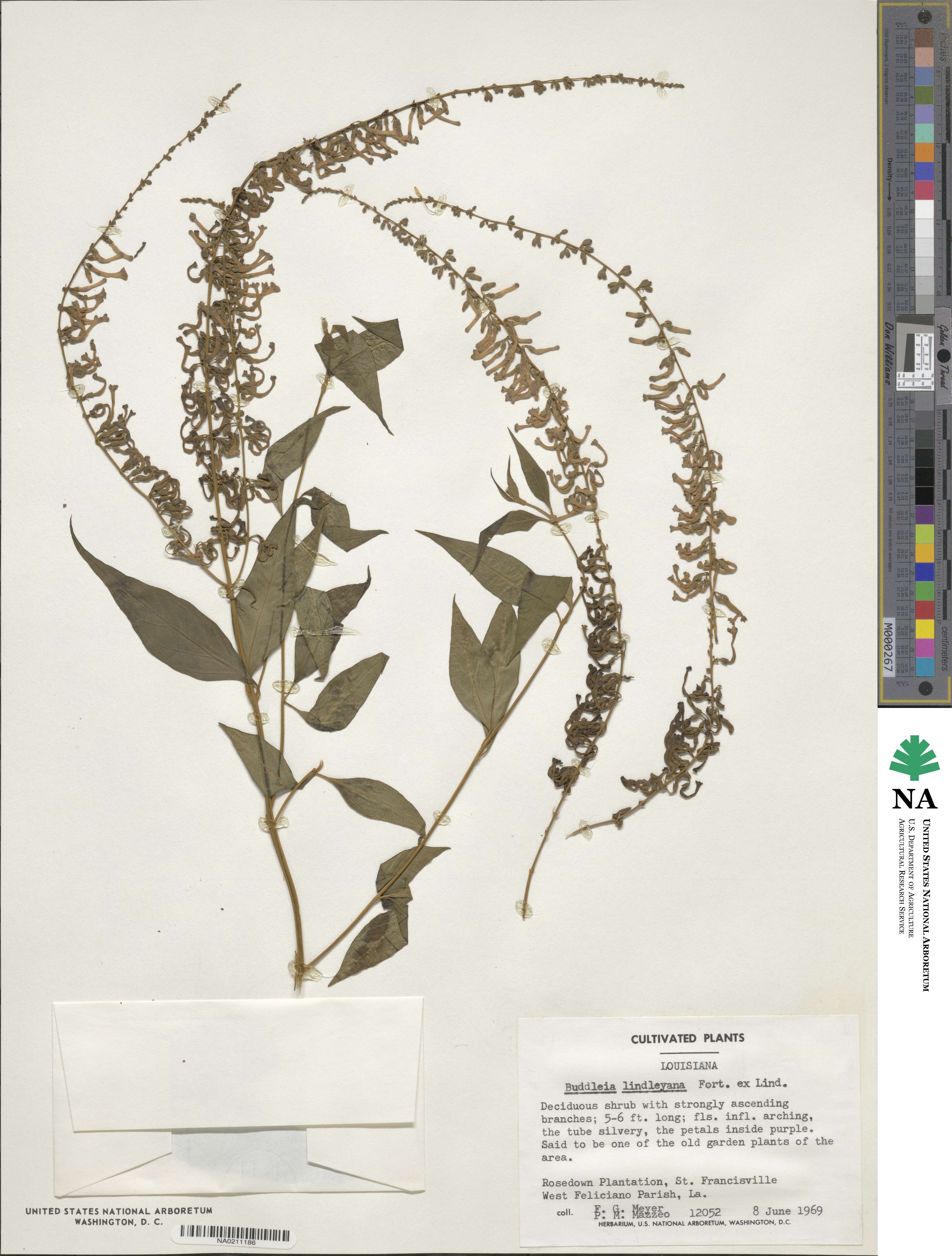Buddleja lindleyana image