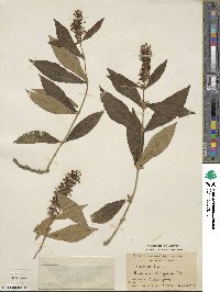 Buddleja lindleyana image