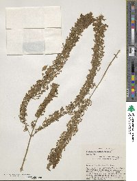 Buddleja lindleyana image