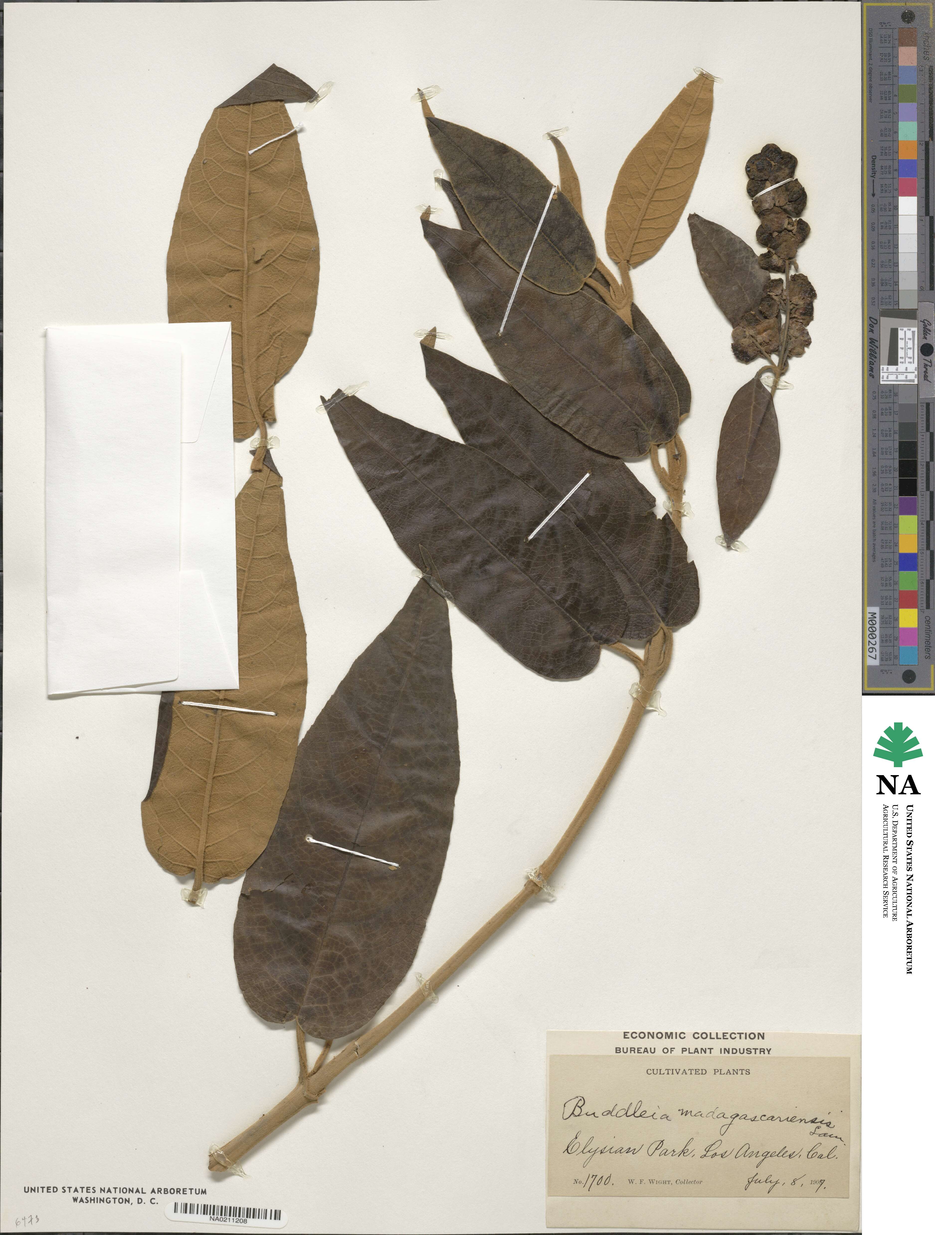 Buddleja madagascariensis image