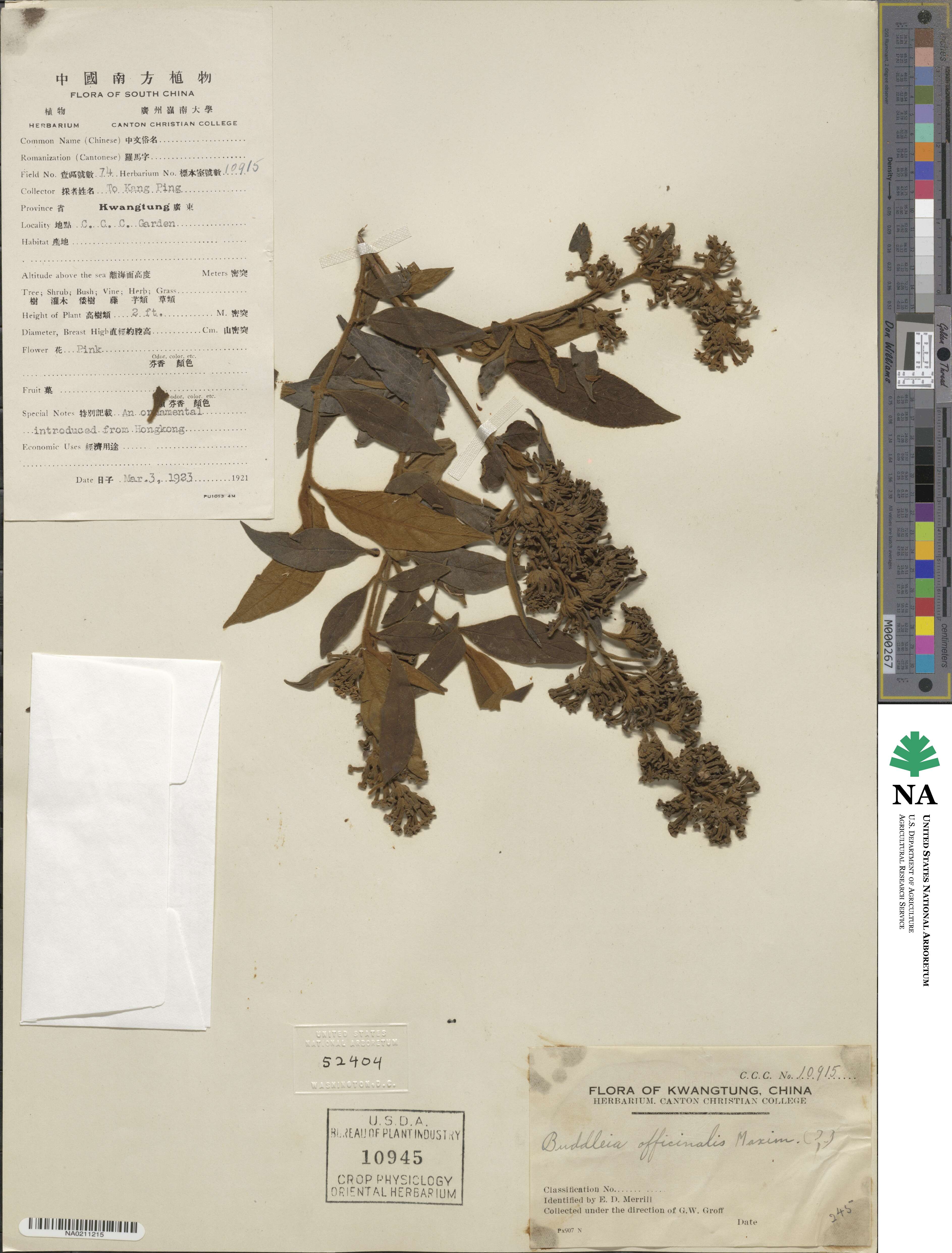 Buddleja officinalis image