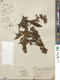 Buddleja officinalis image