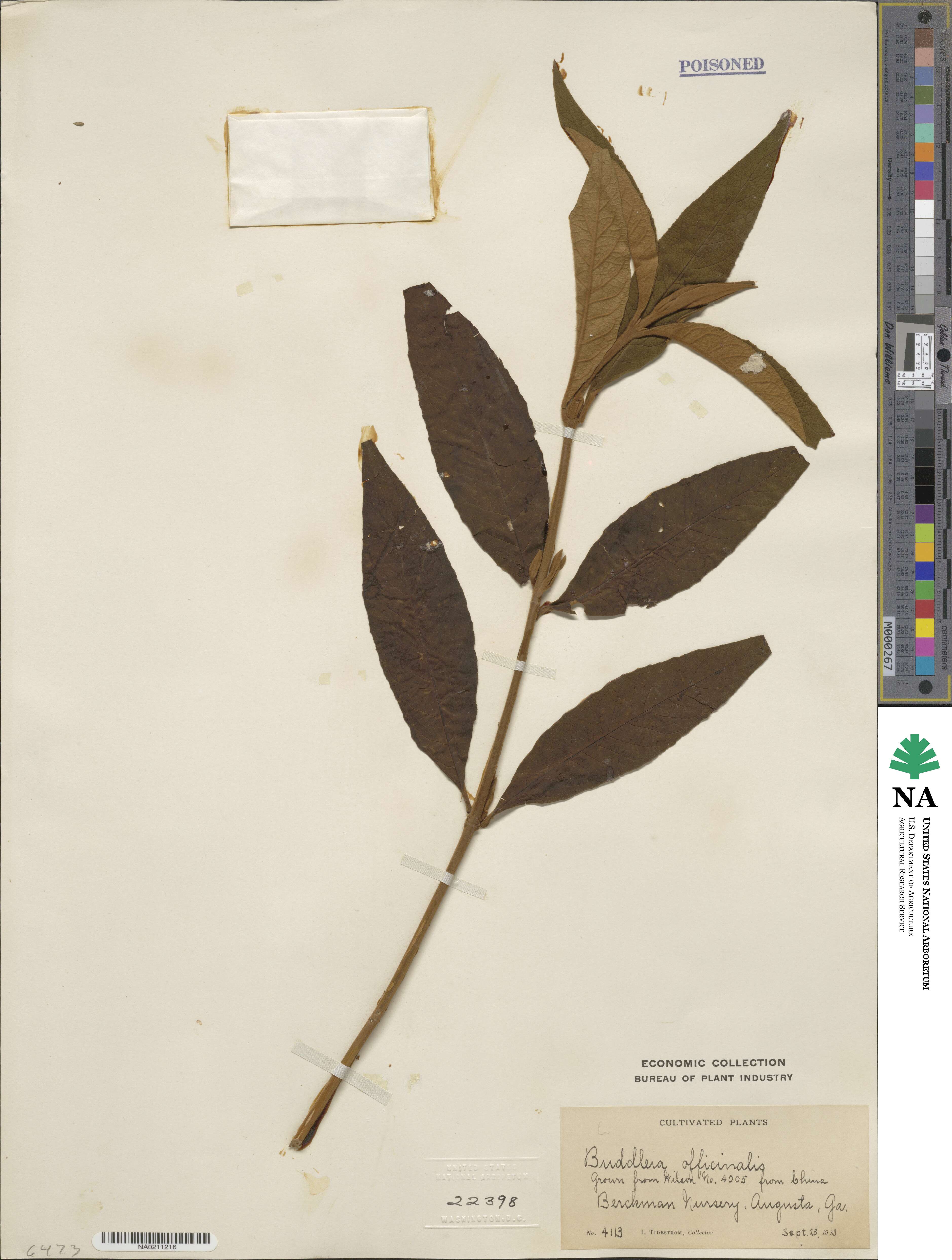 Buddleja officinalis image