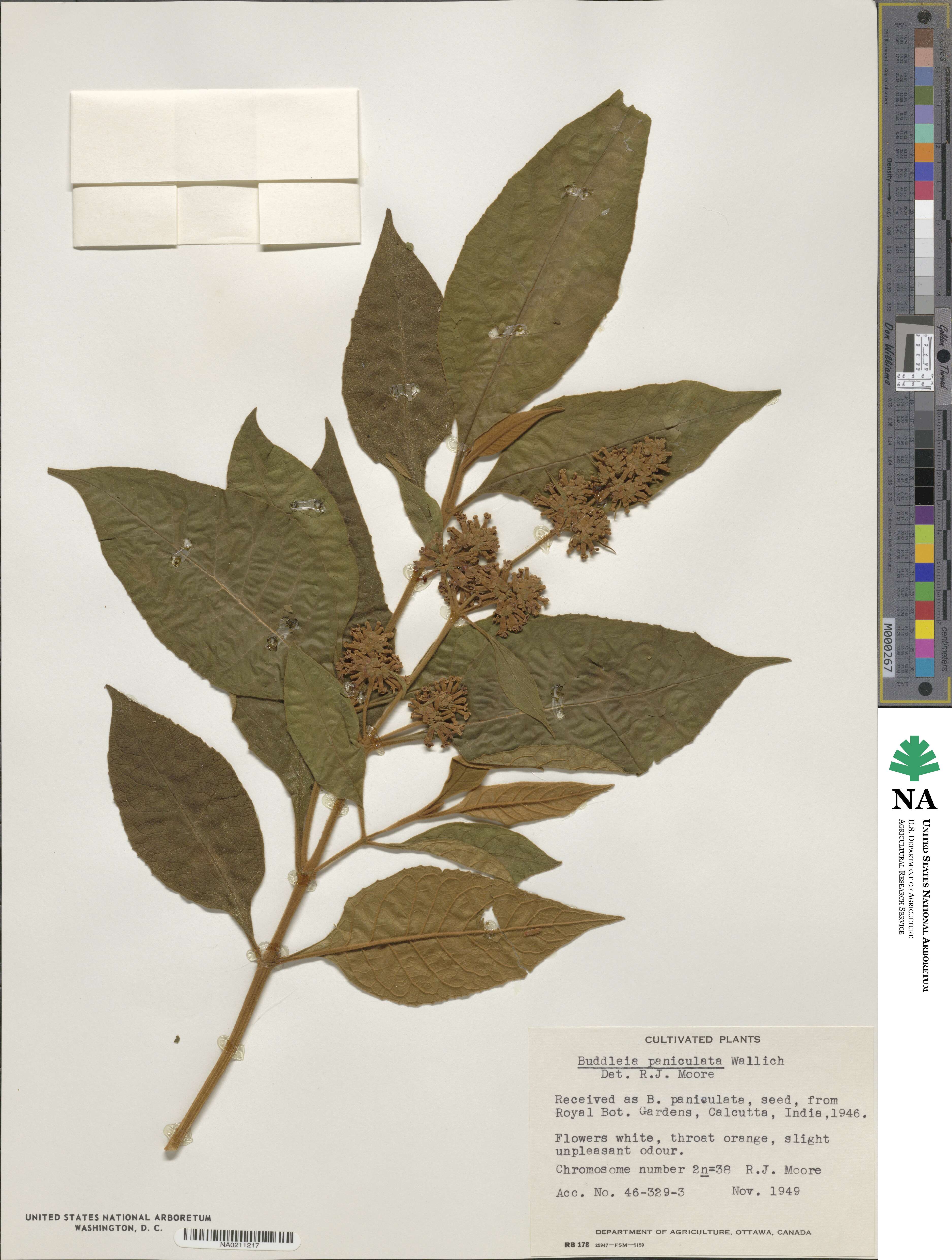Buddleja paniculata image