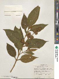Buddleja paniculata image