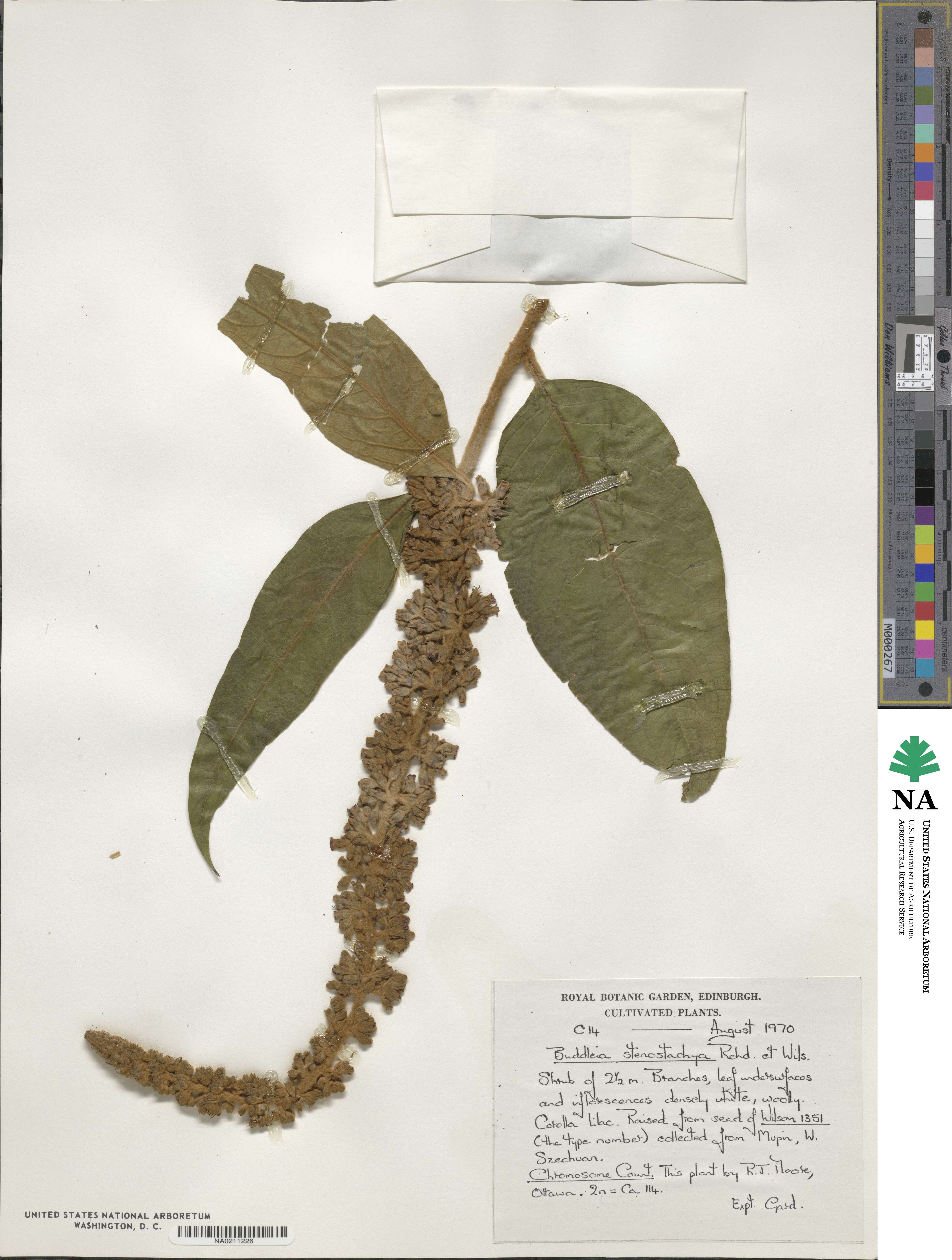 Buddleja nivea image
