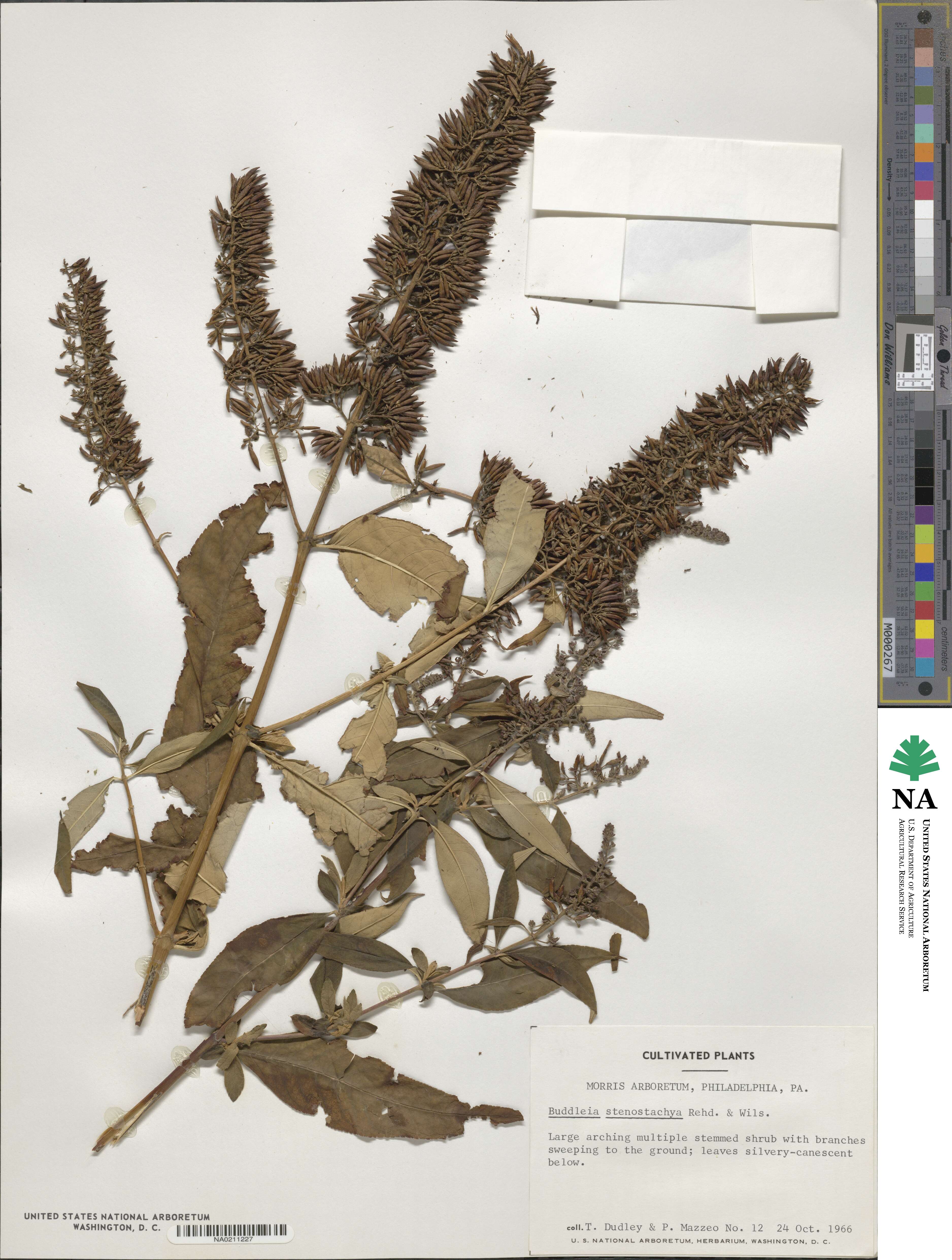 Buddleja nivea image