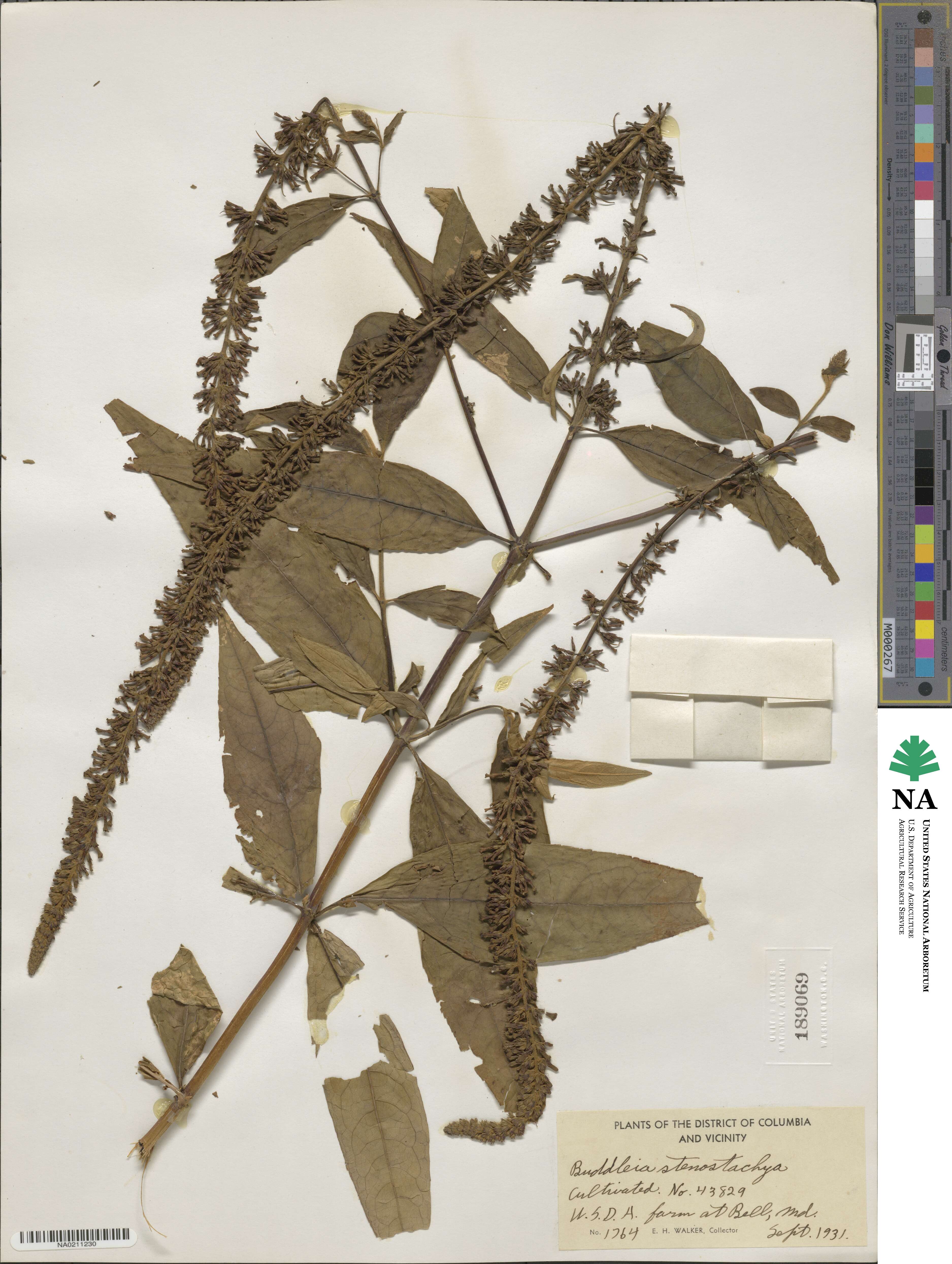 Buddleja nivea image