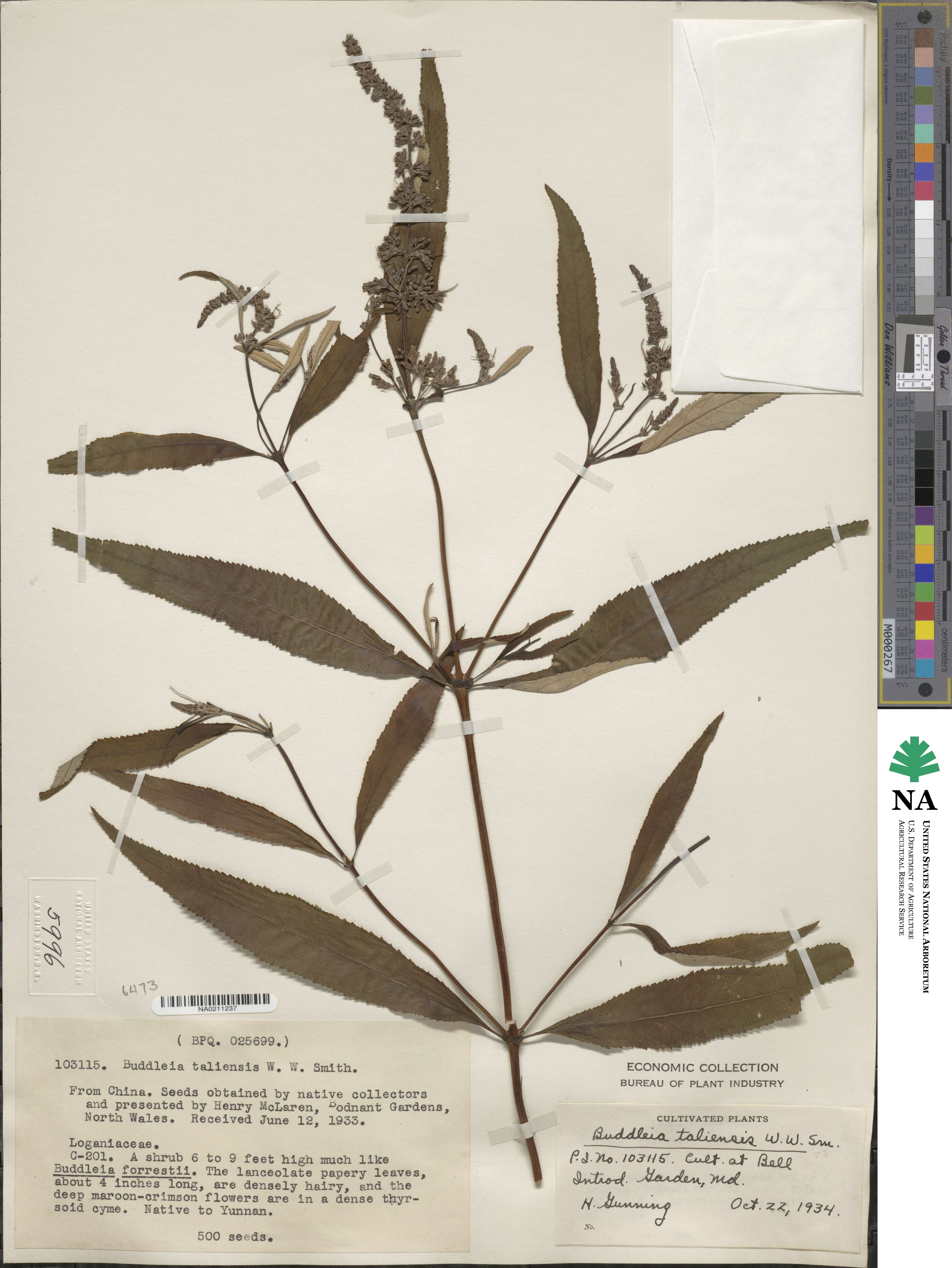 Buddleja forrestii image