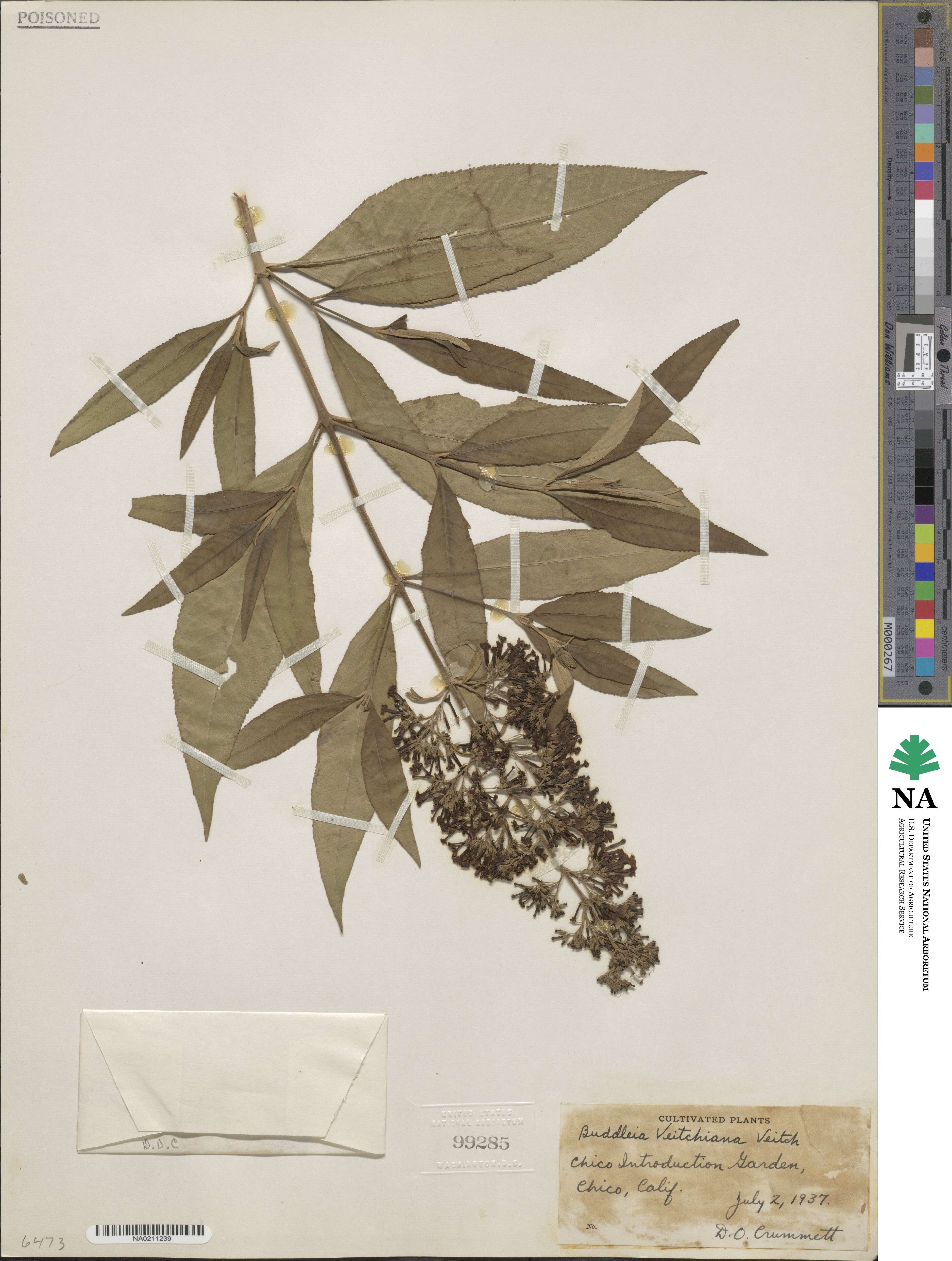 Buddleja davidii image