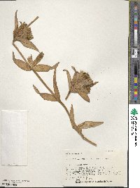 Gentiana scabra image