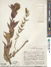 Gentiana scabra image