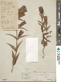 Gentiana scabra image