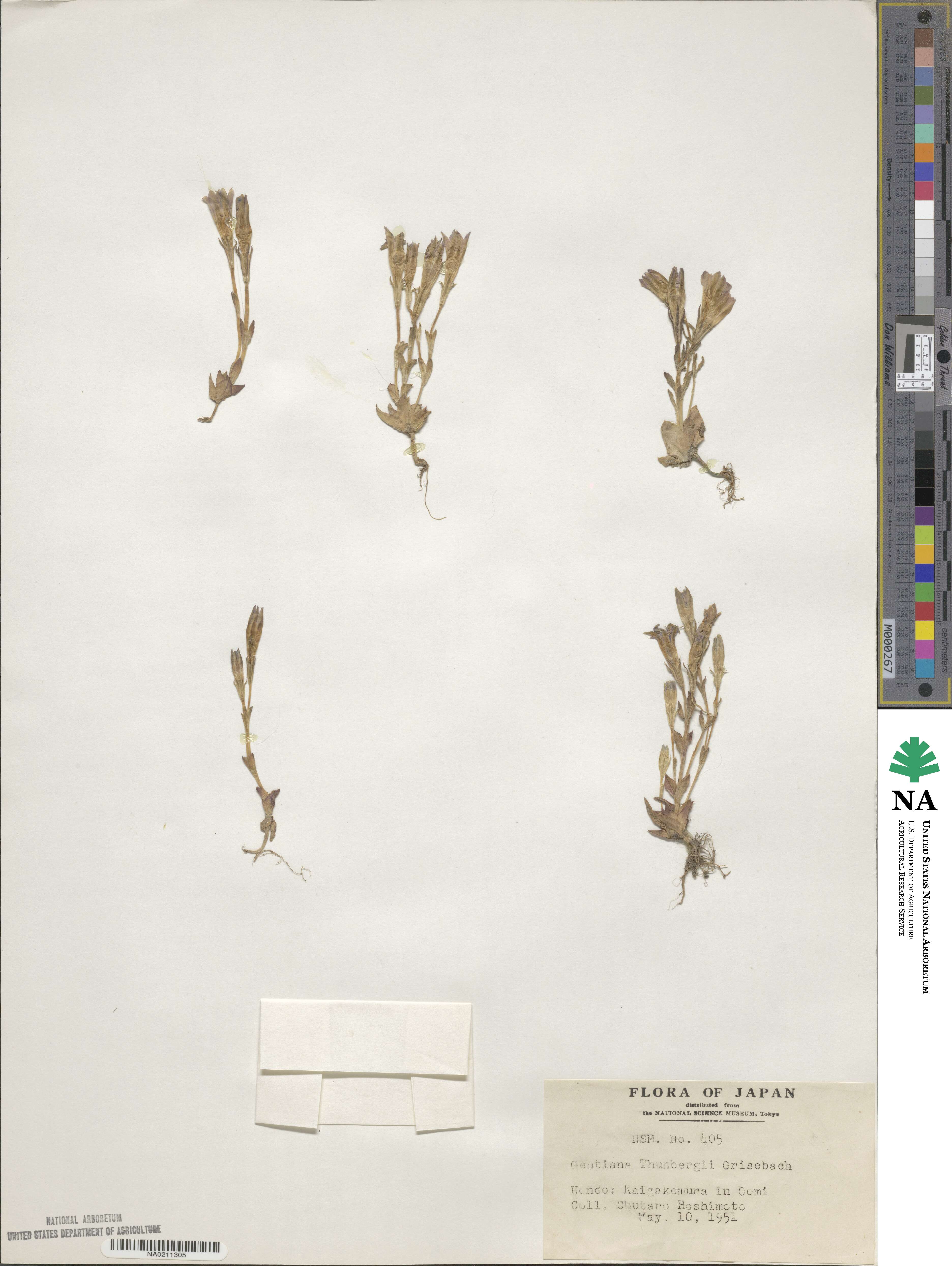 Gentiana thunbergii image
