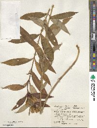 Gentiana triflora image