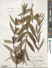 Gentiana triflora image