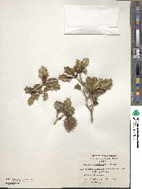 Desfontainia spinosa image