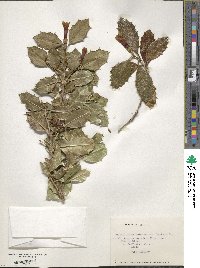 Desfontainia spinosa image