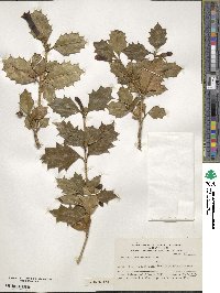 Desfontainia spinosa image