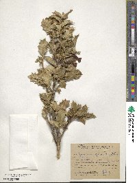 Desfontainia spinosa image