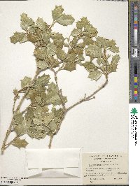 Desfontainia spinosa image