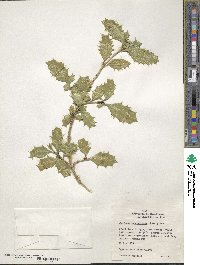 Desfontainia spinosa image